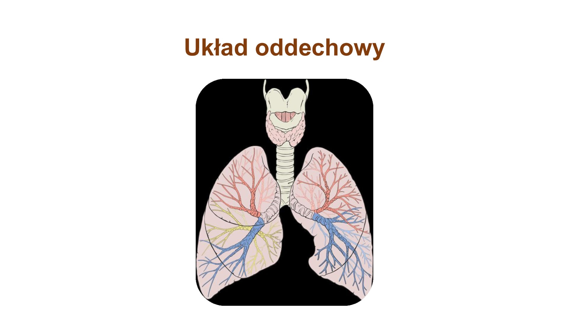 Biały slajd, który przedstawia ilustrację oraz podpisy. U góry napis: „Układ oddechowy”. Poniżej schemat przedstawiający ten układ: płuca oraz zaznaczone na czerwono, żółto i niebiesko biegnące w nich żyły.