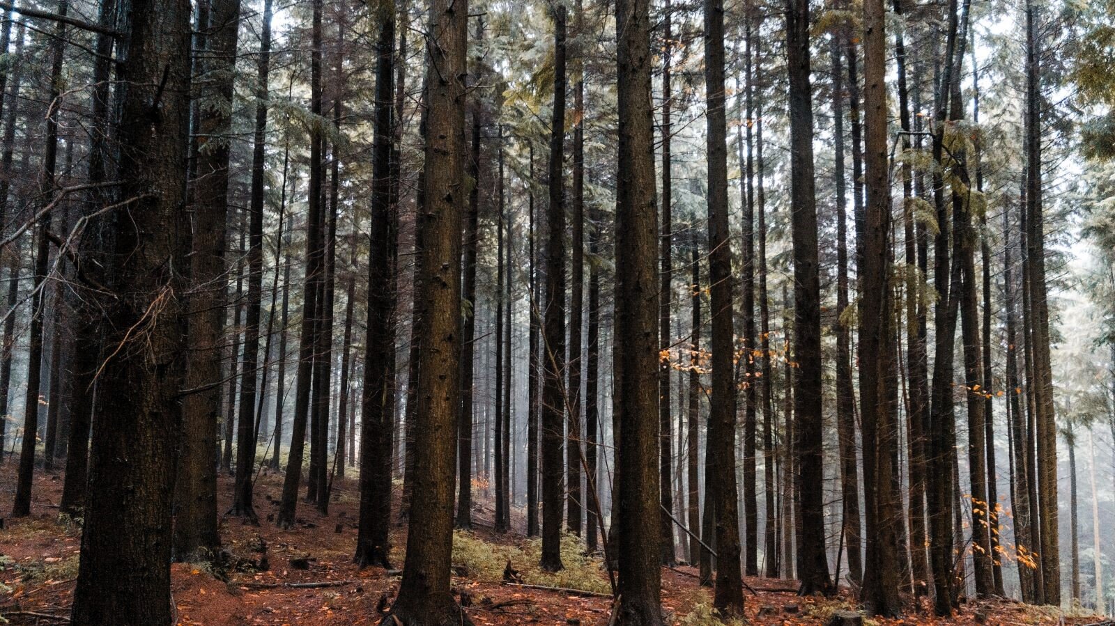 Zdęcie przedstawia stary las świerkowy, gdzie pnie drzew rosną obok siebie w regularnym rytmie.