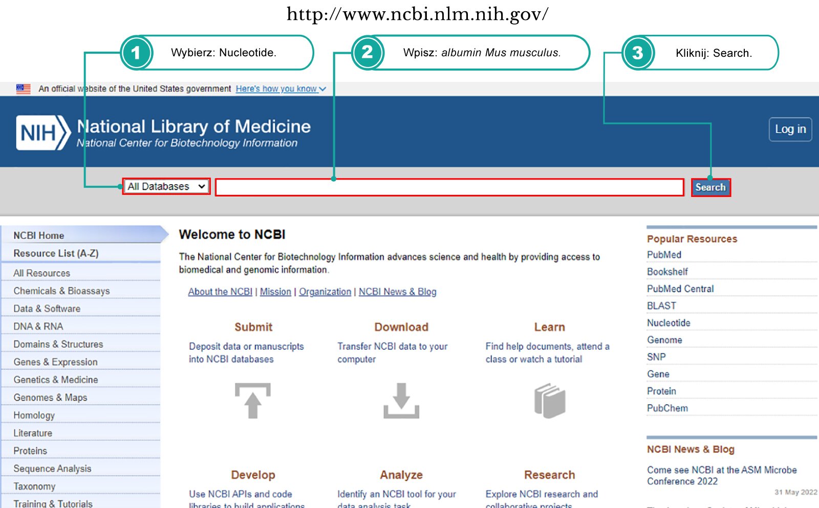 Ilustracja przedstawia stronę główną serwera NCBI w języku angielskim. Kolorem morskim i cyframi od 1 do 3 oznaczono kolejne kroki instrukcji z polecenia: wybór albuminy myszy. Pod punktem znajduje się wybór bazy danych, w której ma nastąpić wyszukiwanie, w punkcie drugim znajduje się pole do wpisania wyszukiwanej treści, a punkt trzeci wskazuje na przycisk wyszukiwania.