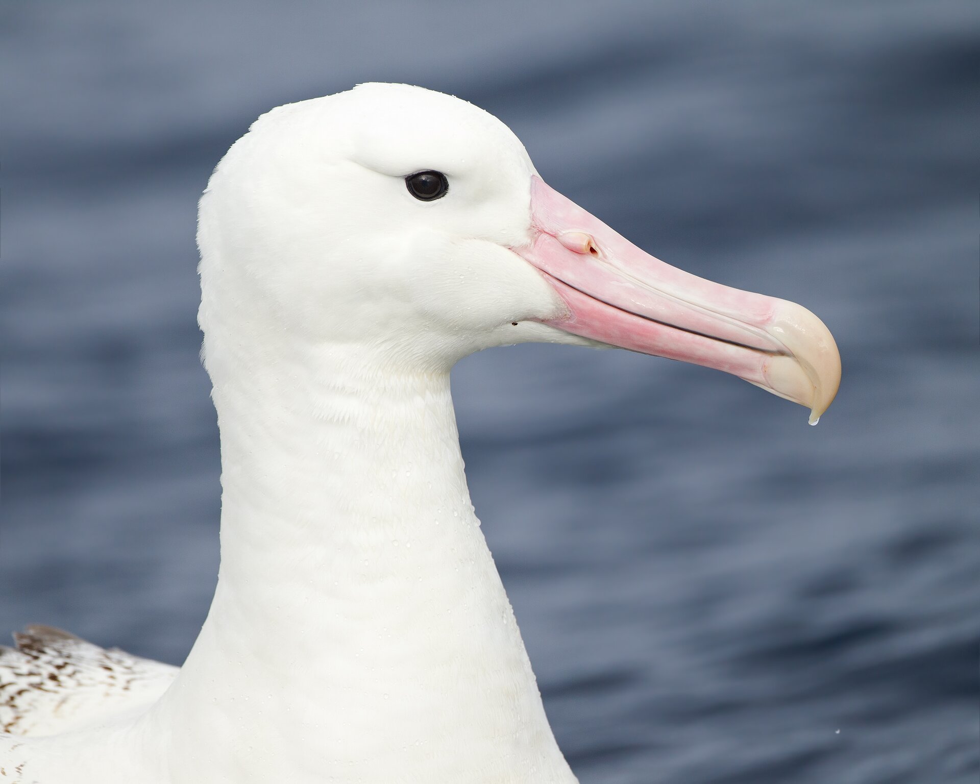 Na ilustracji znajduje się albatros królewski zwrócony bokiem. Ma białe upierzenie, dość krótką, masywną szyję, czarne oko i dość długi i szeroki, jasnoróżowy dziób skierowany na samym końcu ku dołowi. W tle widoczna jest tafla wody.