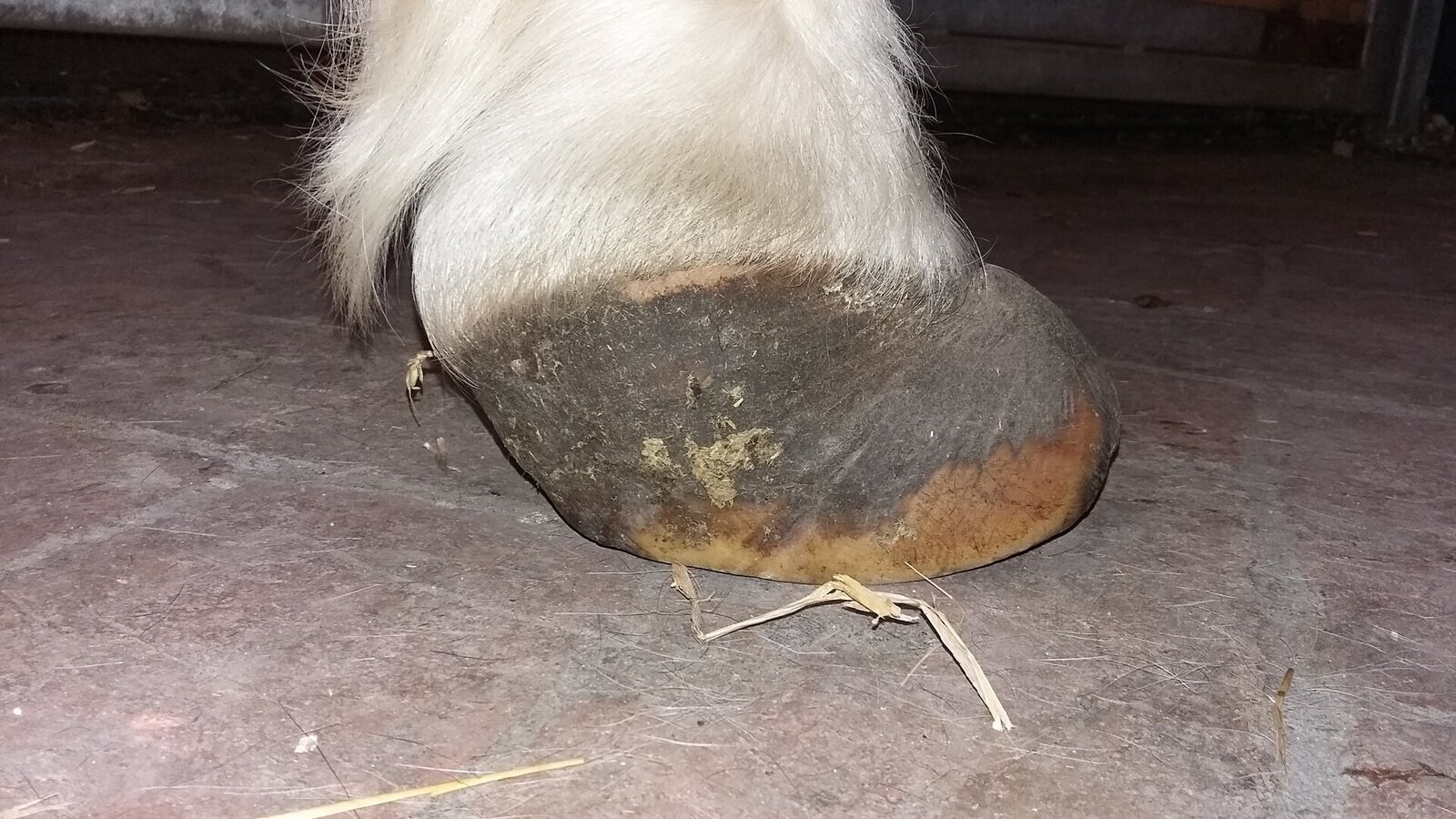 Zdjęcie przedstawia kopyto konia w dużym zbliżeniu. Ma ono nienaturalny wygląd. Przednia część jest zaokrąglona i nabrzmiała.