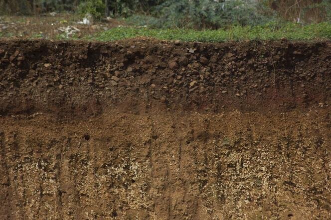 Zdjęcie przedstawia warstwy ziemi. Na najwyższej widać rosnącą trawę, jest też ona najciemniejsza. Niżej widać kolejne warstwy o jaśniejszym odcieniu brązu. Humus to warstwa wierzchnia, ciemnobrązowa.