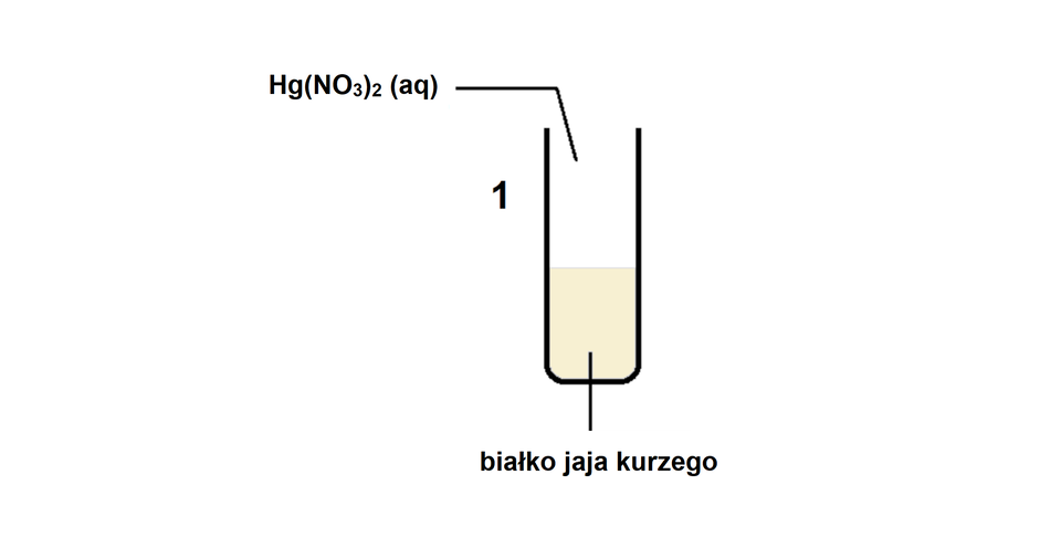 Schemat doświadczenia przedstawia fiolkę z białkiem jaja kurzego oraz dodawanym do niego Hg(NO3)2 (aq)