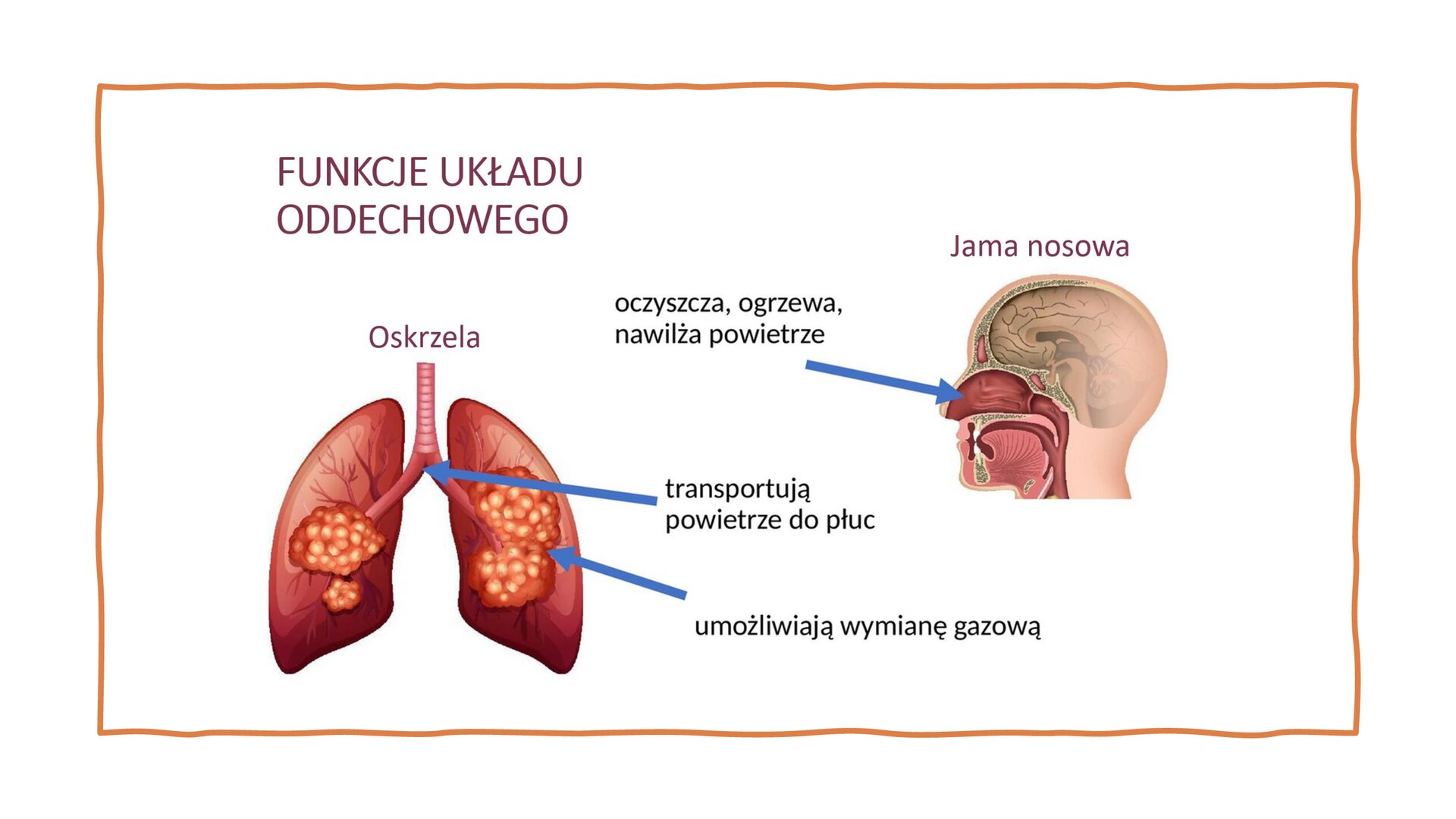 Biały slajd. W górnej części slajdu nagłówek: „Funkcje układu oddechowego”, a poniżej ilustracja przedstawiająca płuca. Nad nimi podpis: „Oskrzela”, a na ilustracji dwie niebieskie strzałki podpisane: „transportują powietrze do płuc” oraz „umożliwiają wymianę gazową”. Z prawej strony slajdu głowa człowieka z profilu. Nad ilustracją podpis: „Jama nosowa”, a na niej niebieska strzałka z podpisem: „oczyszcza, ogrzewa, nawilża powietrze”. Wzdłuż całego slajdu pomarańczowa, cienka ramka.