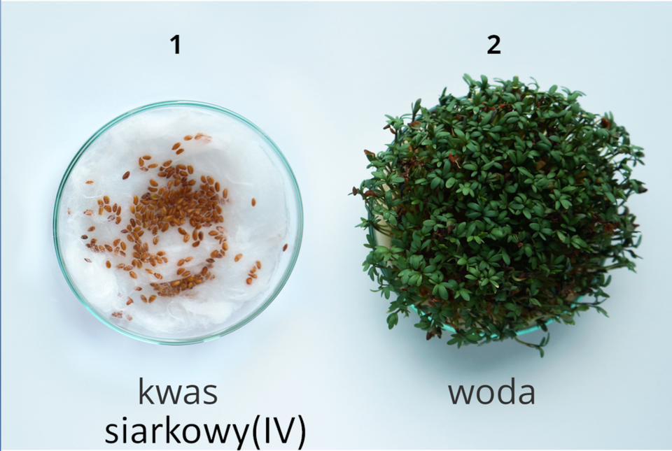 Zdjęcie przedstawia końcowy etap doświadczenia. Dwie uchwycone z góry szalki Petriego z hodowlą rzeżuchy na wilgotnej wacie, pięć dni po posianiu. Nasiona na szalce po lewej stronie, podpisanej kwas siarkowy (cztery), nie wykiełkowały. Nasiona na szalce po prawej stronie, podpisanej woda, wykiełkowały – drobne zielone gałązki i listki pokrywają całą szalkę.