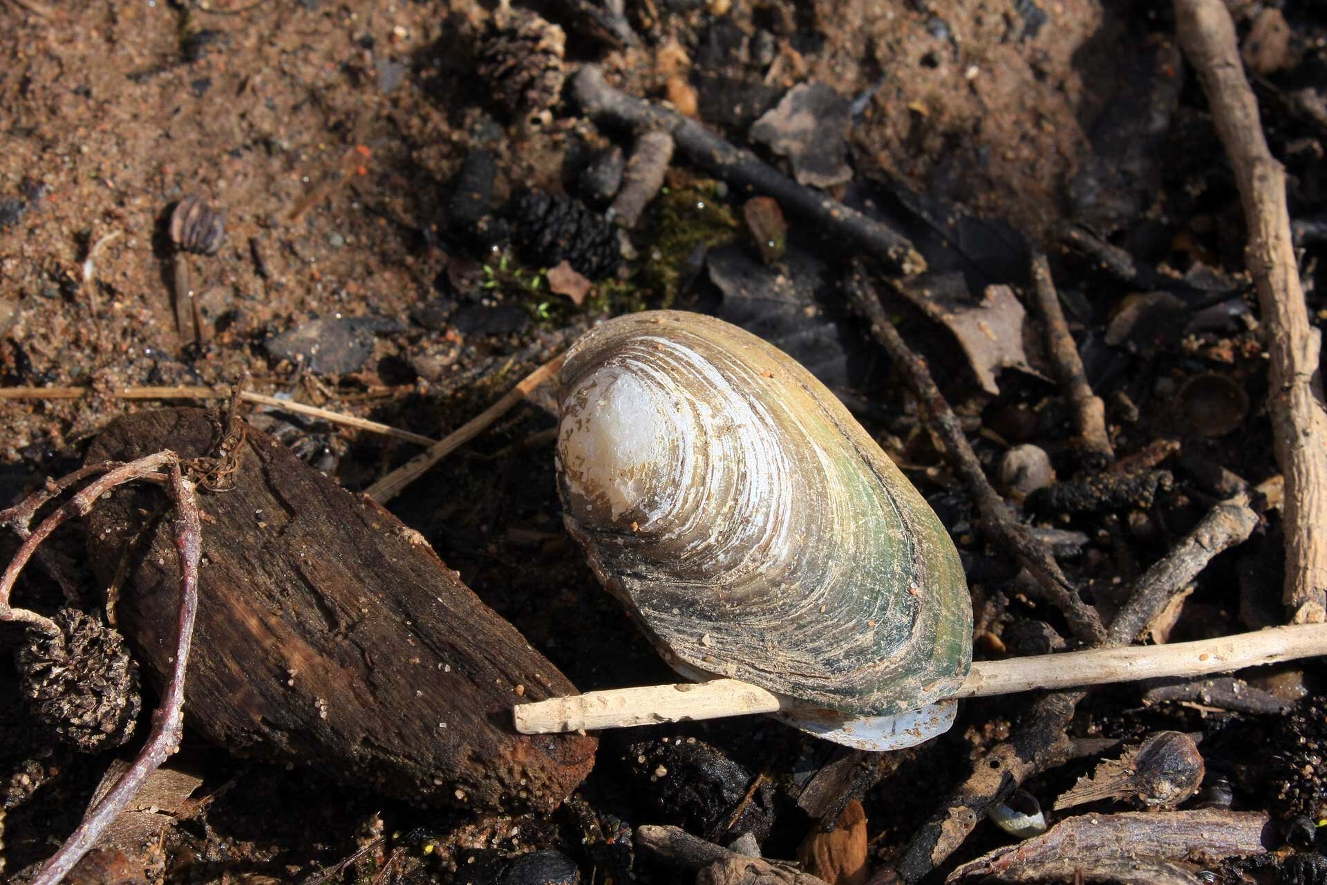Fotografia ukazuje z boku owalną muszlę skójki leżącą pośród patyków i kawałków drewna na piasku. Widoczna muszla jest koloru brązowo-zielonego z białymi prześwitami przy górze muszli. Muszla jest otwarta i przytrzymuje patyk w środku.