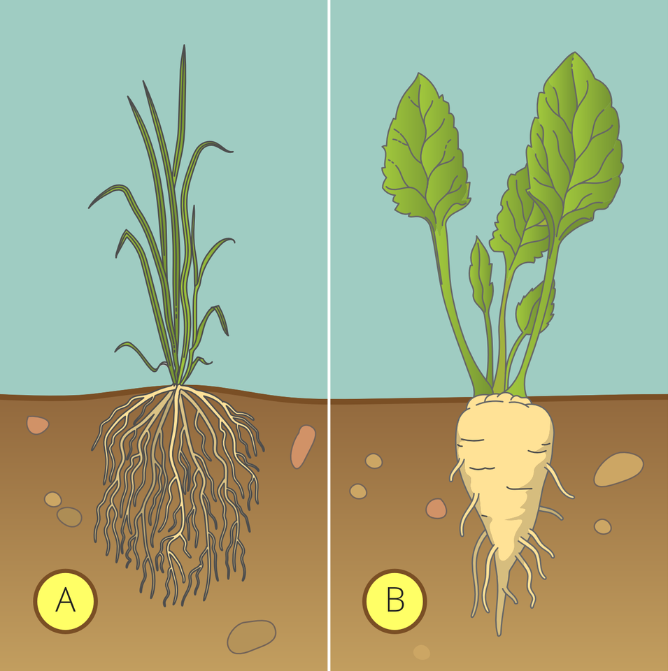Rysunek przedstawia dwie rośliny z różnymi systemami korzeniowymi. Roślina A ma system korzeniowy wiązkowy. Występuje on u zbóż, innych traw oraz roślin tworzących cebule. Wiązki korzeniowe wyglądają jak liczne, cienkie nitki wpuszczone w glebę. Roślina B ma system korzeniowy palowy. Występuje on u iglastych i liściastych drzew i krzewów oraz u wielu roślin zielnych, jak np. burak, chrzan, łubin, fasola. Korzeń przypomina szeroki stożek wpuszczony w glebę, na powierzchni stożka znajdują się liczne, krótkie wypustki.