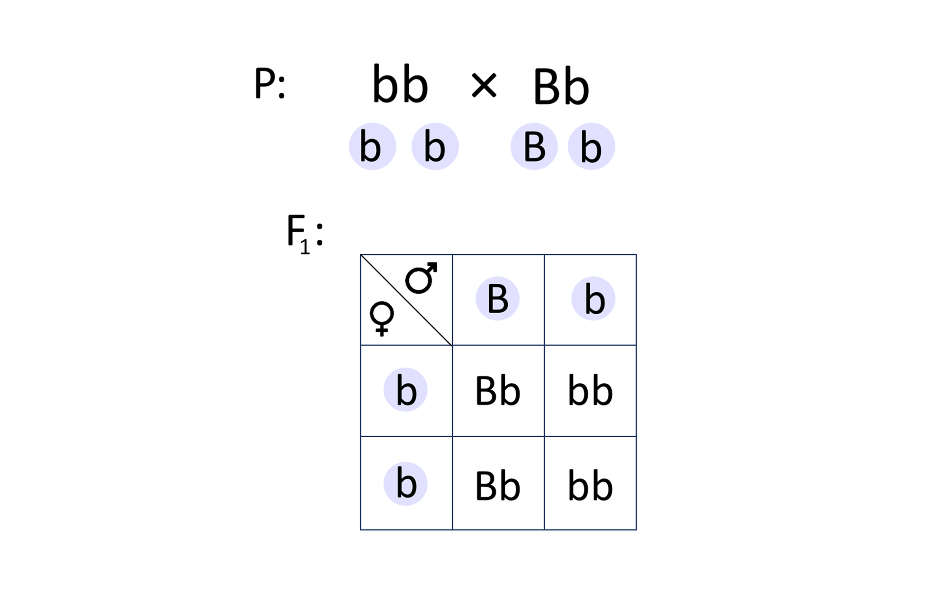 Ilustracja przedstawia krzyżówkę dwóch osobników. W pokoleniu rodziców są genotypy: bb zapisany małymi literami oraz Bb zapisany dużą i małą literą. Pod zapisem są odpowiednio gamety: małe b, małe b, duże B, małe b. Genotypy w pokoleniu F1 ukazano za pomocą szachownicy. Krzyżowanie jest następujące: męska gameta pisana dużą literą B z żeńską pisaną małą literą b daje genotyp duże b małe b, tak jest dwukrotnie, ponieważ w drugim rzędzie również jest gameta żeńska pisana małą literą b. W drugiej kolumnie jest mała litera b. Łącząc się z gametami żeńskimi pisanymi małą literą b dwukrotnie jest zapis - małe b małe b.   