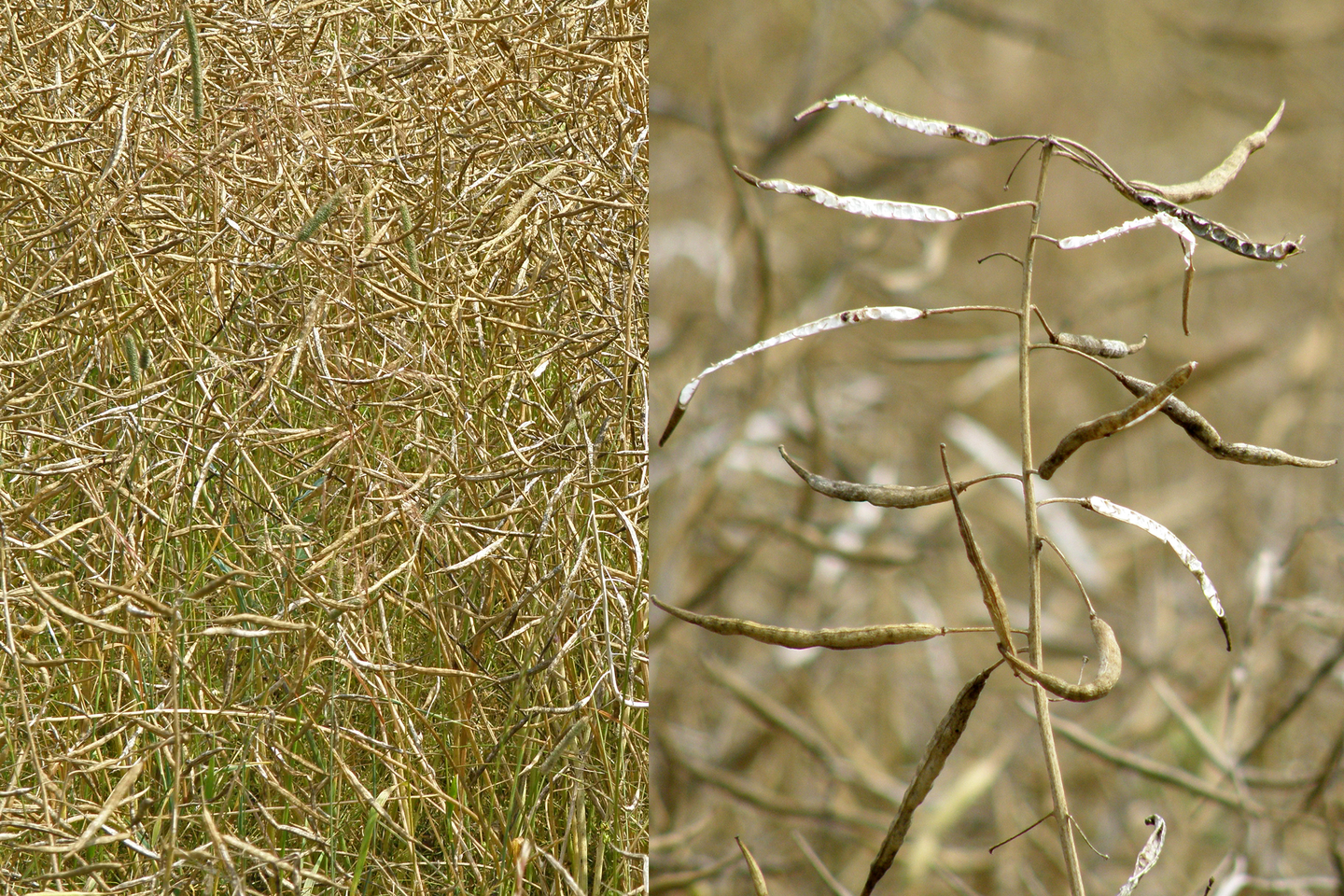Strąki rzepaku. Widoczne są cienkie strąki z widocznymi zgrubieniami w miejscach gdzie znajdują się nasiona.