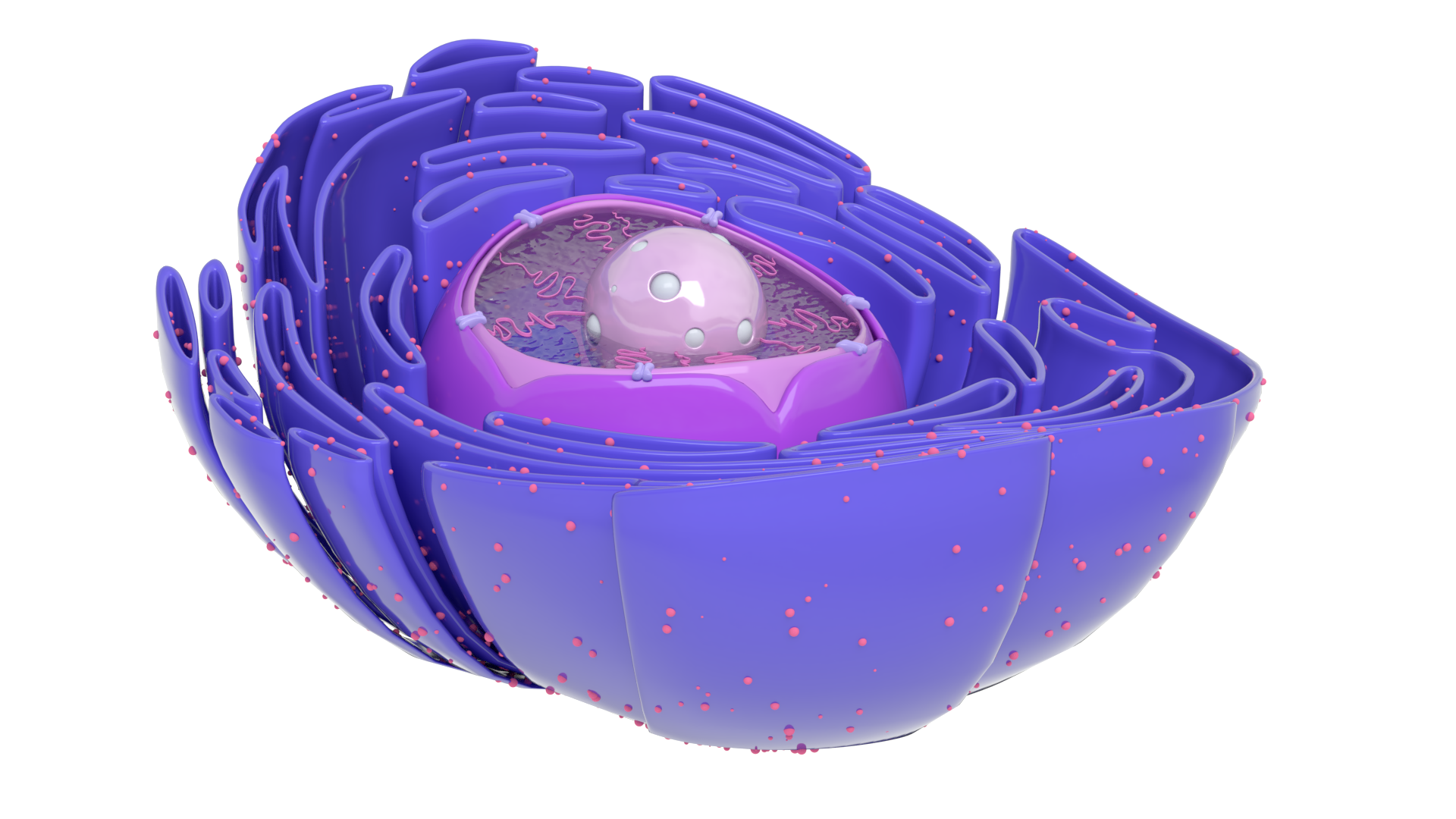 Na ilustracji znajduje się schemat jądra komórkowego otoczonego przez siateczkę śródplazmatyczną szorstką. Na pofałdowanej strukturze wyróżniają się drobne, kuliste rybosomy. 