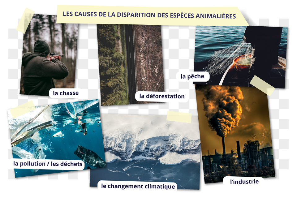 Les causes de la disparition des espèces animalières . Ilustracja przedstawia mężczyznę ciemno zielonym polarze oraz czapce. Trzyma w rękach wycelowaną w coś broń. Znajduje się w lesie. la chasse. Ilustracja przedstawia szosę, po obu jej stronach widoczne są tereny. Po lewej stronie widoczne są liczne drzewa, las. Po prawej ziemia pozostała po zniszczonym lesie, słuchaj resztki pni i jałowa gleba. la déforestation. Ilustracja przedstawia połów ryb. widoczny jest rybak wyciągający z wody sieci pełna ryb. la pêche. Ilustracja przedstawia zanieczyszczoną wodę oceaniczną. Pływają w niej plastikowe torby i inne resztki. la pollution, les déchets. Ilustracja przedstawia topniejący lodowiec. Część bryły lodu spada do oceanu i rozpuszcza się w jego wodach. la changement climatique. Ilustracja przedstawia fabryczne kominy, z których unosi się gęsty dym. l’industrie.