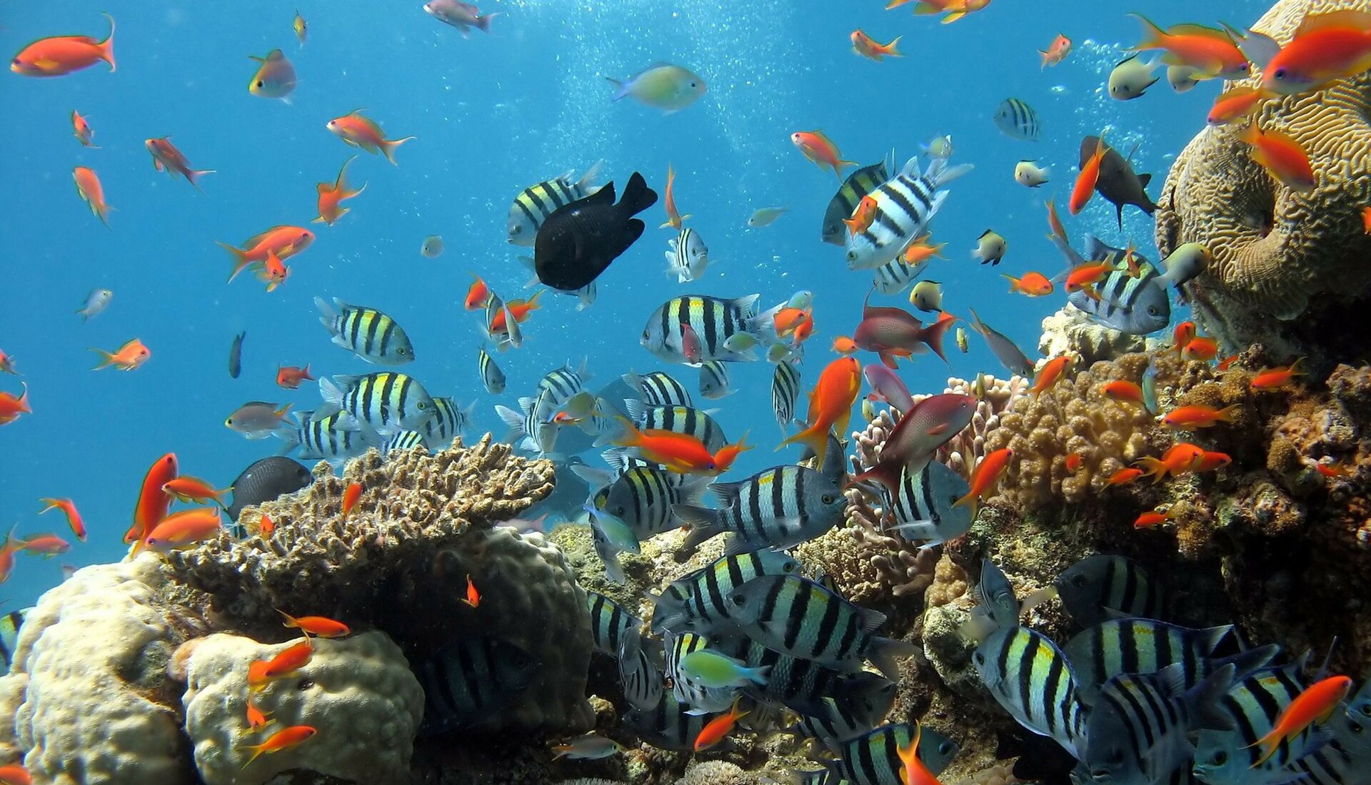 Zdjęcie wykonano pod wodą. Zdjęcie przedstawia niebieską, przejrzystą wodą, z fragmentem rafy koralowej u dołu. W wodzie widoczne są ryby pływające w różnych kierunkach: małe w kolorze pomarańczowym, średniej wielkości w kolorze zielonym i większe w niebiesko‑czarne paski oraz jedna czarna ryba.