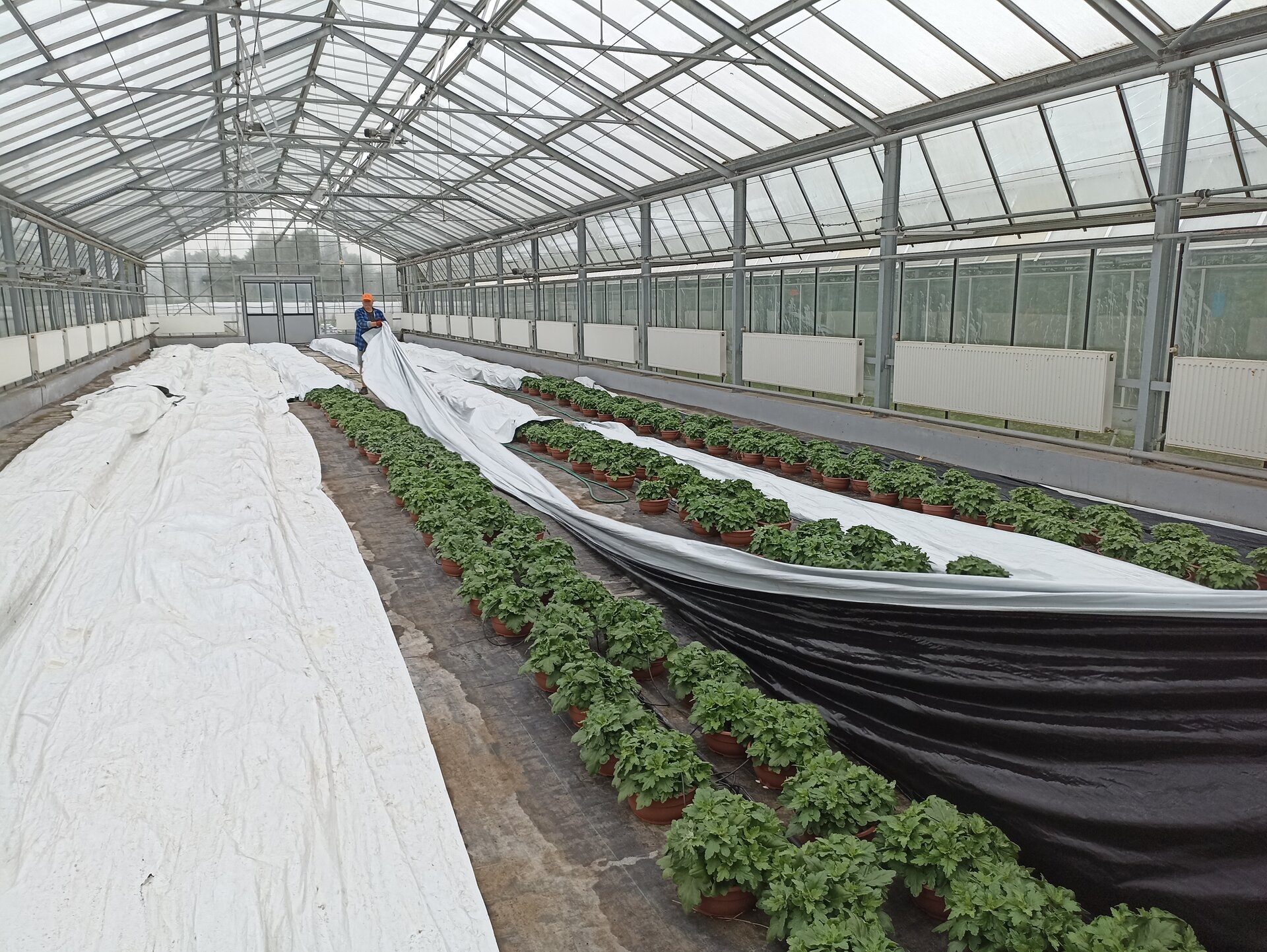Zdjęcie przedstawia chryzantemy ustawione w rzędach w szklarni. Pracownik przykrywa rośliny białą folią.