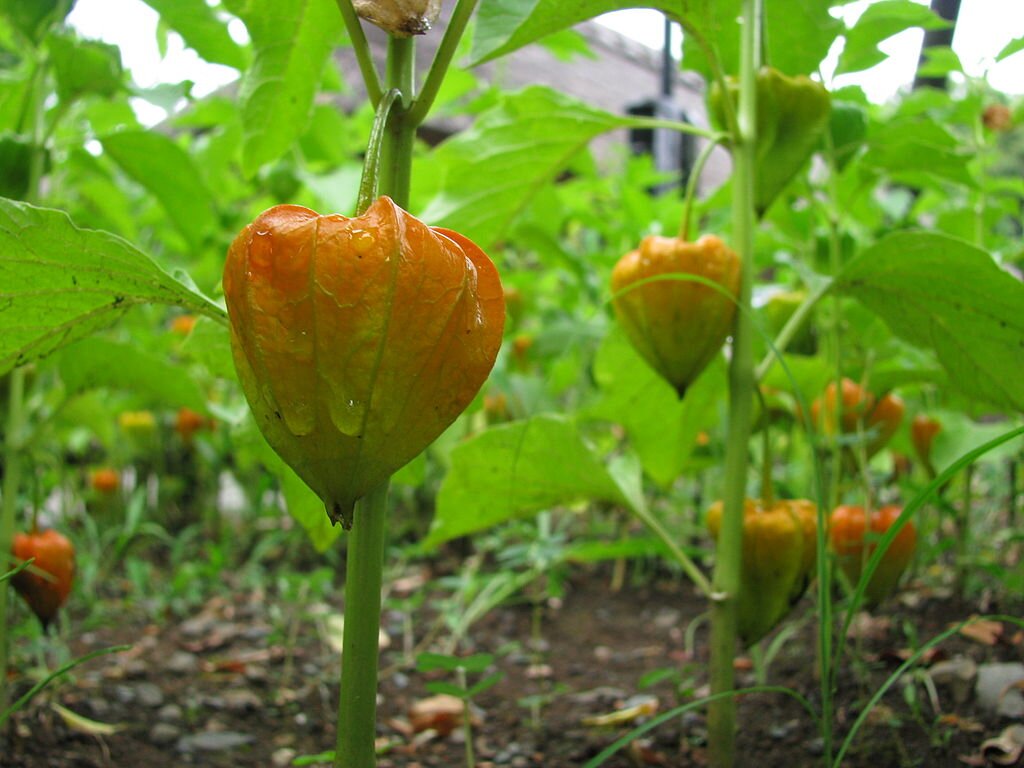 Na fotografii miechunka rozdęta. Najbardziej charakterystyczne są dla niej owoce - pomarańczowe dwukomorowe jagody, które kształtem przypominają trójwymiarowe serce, szerokie na górze i zwężające się ku dołowi. Owoce wyrastają z pionowych łodyg, na których umieszczone są również zielone liście. 