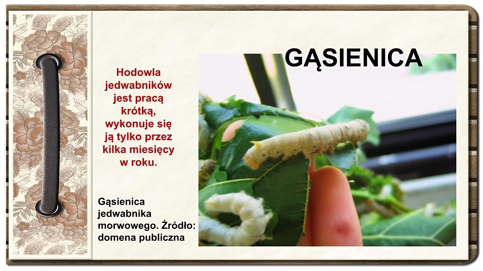 Slajd zatytułowany „Gąsienica”. Tekst na slajdzie: Hodowla jedwabników jest pracą krótką, wykonuje się ją tylko przez kilka miesięcy w roku. Zdjęcie po prawej stronie przedstawia wijącą się na liściu gąsienicę jedwabnika morwowego, od dołu palec osoby pracującej w hodowli, podtrzymującej liść.  Po lewej stronie ornament zdobiący slajd w formie motywów roślinnych, na których nałożono stylizowaną, metalową obwódkę spinającą stronę.