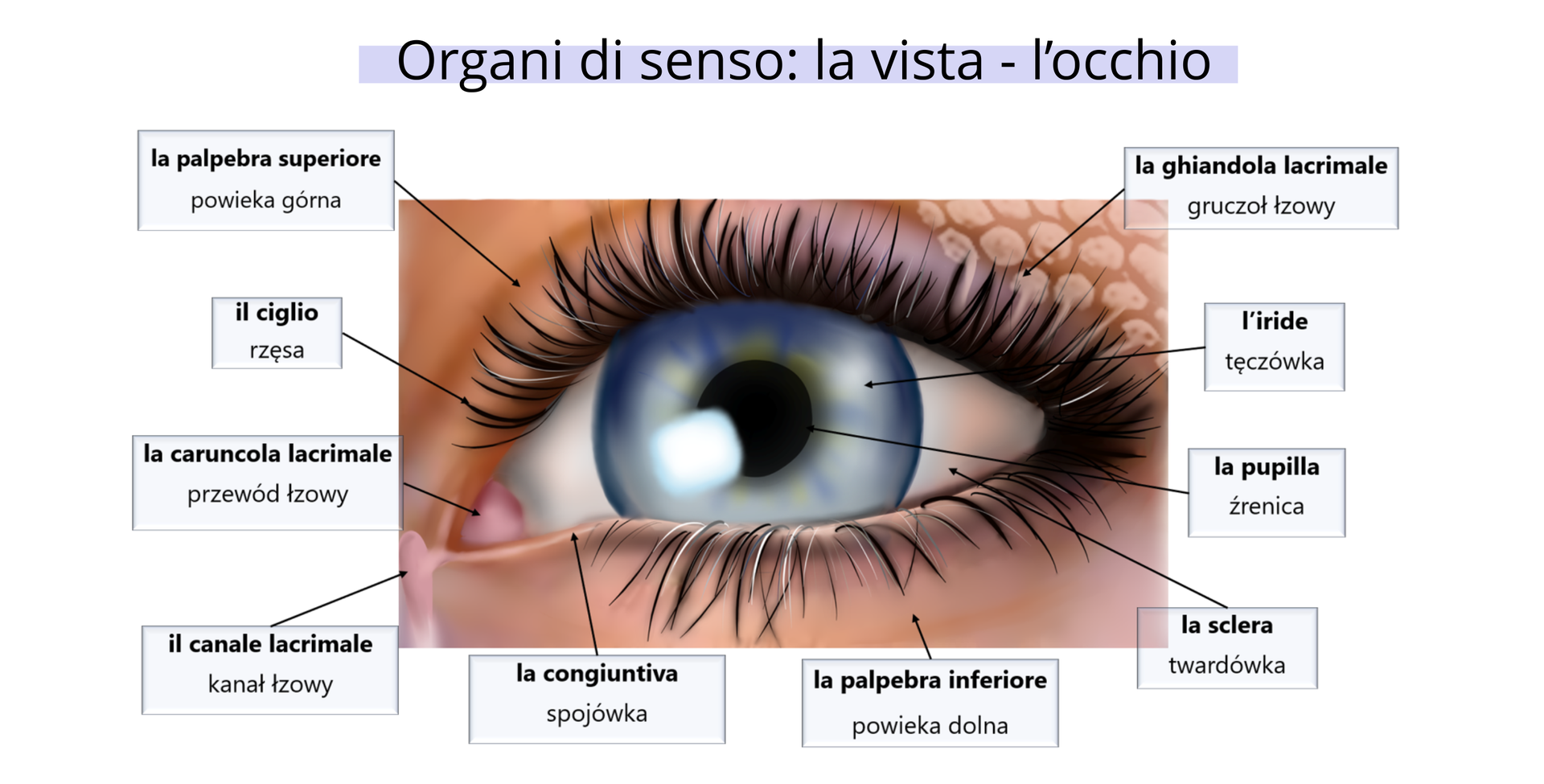 Narządy zmysłu: wzrok - oko