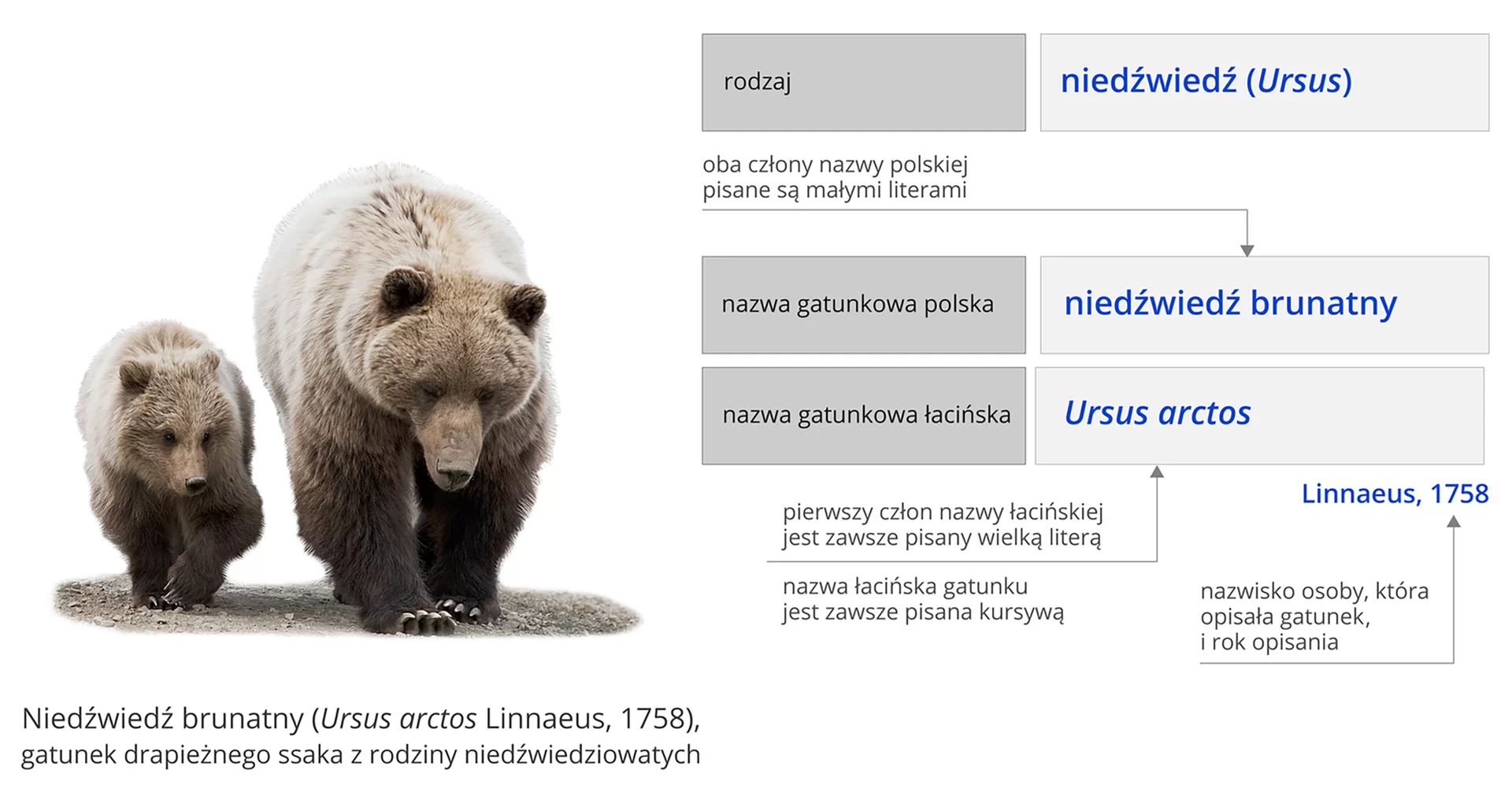 Grafika przedstawia zasady nazewnictwa organizmów na podstawie niedźwiedzia brunatnego. Po lewej stronie grafiki znajduję się para zwierząt, jedno dorosłe i jedno małe. Mają one brunatną, gęstą sierść. Podpis pod spodem głosi: Niedźwiedź brunatny (Ursus arctos Linnaeus, 1758), gatunek drapieżnego ssaka z rodziny niedźwiedziowatych. Po prawej stronie objaśniono dokładnie powyższe nazewnictwo. Rodzaj niedźwiedź (Ursus). Nazwa gatunkowa polska niedźwiedź brunatny. Oba człony nazwy polskiej pisane są małymi literami. Nazwa gatunkowa łacińska Ursus arctos. Pierwszy człon nazwy łacińskiej zawsze pisany jest wielką literą. Nazwa łacińska gatunku jest zawsze pisana kursywą. Linnaeus, 1758 to kolejno nazwisko osoby która opisała dany gatunek oraz rok opisania.