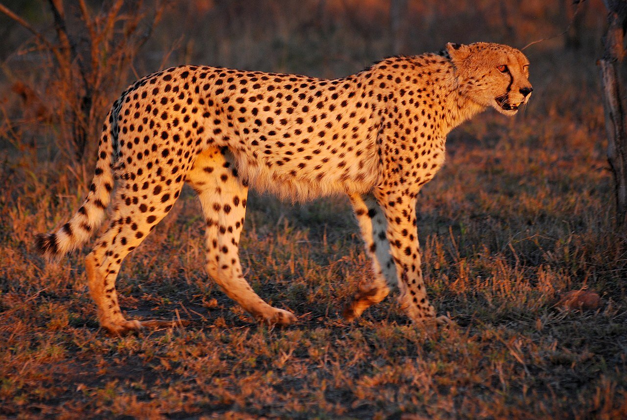 Zdjęcie przedstawia stojącego geparda. Posiada jasne umaszczenie z czarnymi kropkami.