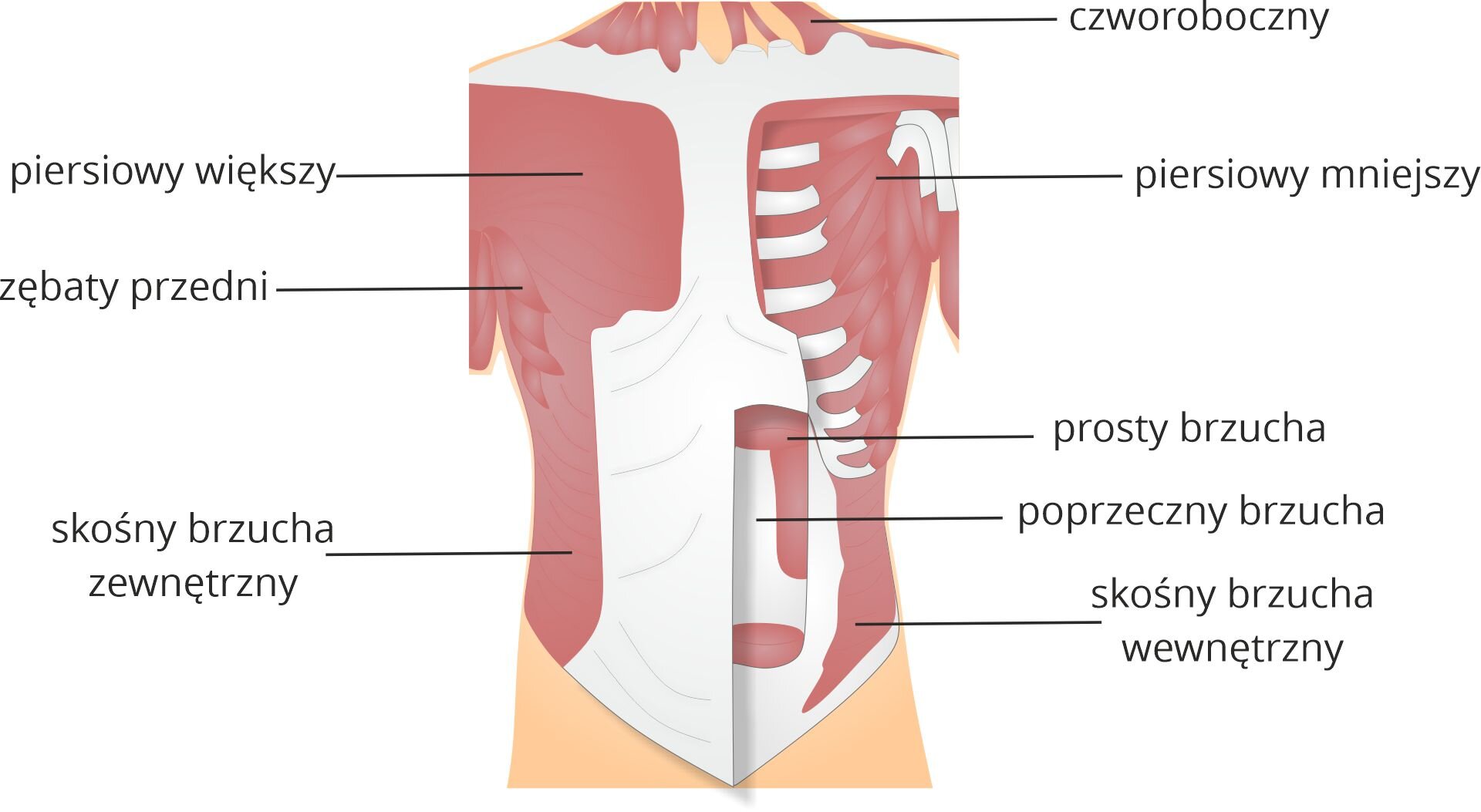 Grafika pod tytułem mięśnie klatki piersiowej. Grafika przedstawia schemat anatomiczny klatki piersiowej i brzucha z zaznaczonymi mięśniami, od góry: mięsień czworoboczny, piersiowy większy, piersiowy mniejszy, zębaty przedni, prosty brzucha, poprzeczny brzucha, skośny brzucha zewnętrzny i skośny brzucha wewnętrzny. 