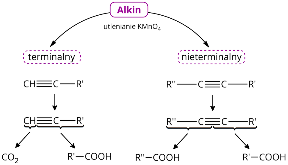 Ilustracja przedstawiająca schemat utleniania alkinów terminalnych i nieterminalnych za pomocą manganianu(siedem) potasu. Na środku u góry zapis "Alkin", poniżej "utlenianie KmnO indeks dolny, cztery, koniec indeksu dolnego". Od hasła odchodzą dwie strzałki: pierwsza po skosie w dół w lewą stronę do napisu "terminalny" oraz druga po skosie w dół w prawą stronę do napisu "nieterminalny". Dla alkinów terminalnych przedstawiono wzór ogólny składający się z grupy C H połączonej za pomocą wiązania potrójnego z atomem węgla, który to podstawiony jest grupą R prim. Poniżej znajduje się strzałka skierowana w dół, powtórzony jest wzór alkinu terminalnego, w którym jednak za pomocą nawiasów klamrowych podzielono strukturę na dwie części, pierwszy nawias klamrowy obejmuje grupę C H, z kolei drugi pozostały fragment cząsteczki, to jest wiązanie potrójne atom węgla oraz podstawnik R prim. Od pierwszego nawiasu klamrowego poprowadzono strzałkę do cząsteczki produktu utleniania, to jest cząsteczki C O indeks dolny, dwa, koniec indeksu dolnego, a od drugiego nawiasu klamrowego pozostałej części cząsteczki alkinu strzałkę do drugiego produktu, który stanowi kwas karboksylowy składający się z podstawnika R prim związanego z grupą C O O H. Dalej dla alkinów nieterminalnych przedstawiono wzór ogólny składający sięz dwóch połączonych za pomocą wiązania potrójnego atomów węgla, z których pierwszy postawiony jest grupą R prim, zaś drugi grupą R dwa prim. Poniżej znajduje się strzałka skierowana w dół, powtórzony jest wzór alkinu nieterminalnego, w którym jednak za pomocą nawiasów klamrowych podzielono strukturę na dwie części, pierwszy nawias klamrowy obejmuje grupę R prim związaną z atomem węgla, zaś drugi nawias atom węgla wraz z podstawnikiem R dwa prim. Od pierwszego nawiasu klamrowego poprowadzono strzałkę do cząsteczki produktu utleniania, to jest cząsteczki kwasu karboksylwego o wzorze zbudowanym z podstawnika R prim związanego z grupą C O O H, a od drugiego nawiasu klamrowego pozostałej części cząsteczki alkinu strzałkę do drugiego produktu, który stanowi kwas karboksylowy składający się z podstawnika R dwa prim związanego z grupą C O O H.