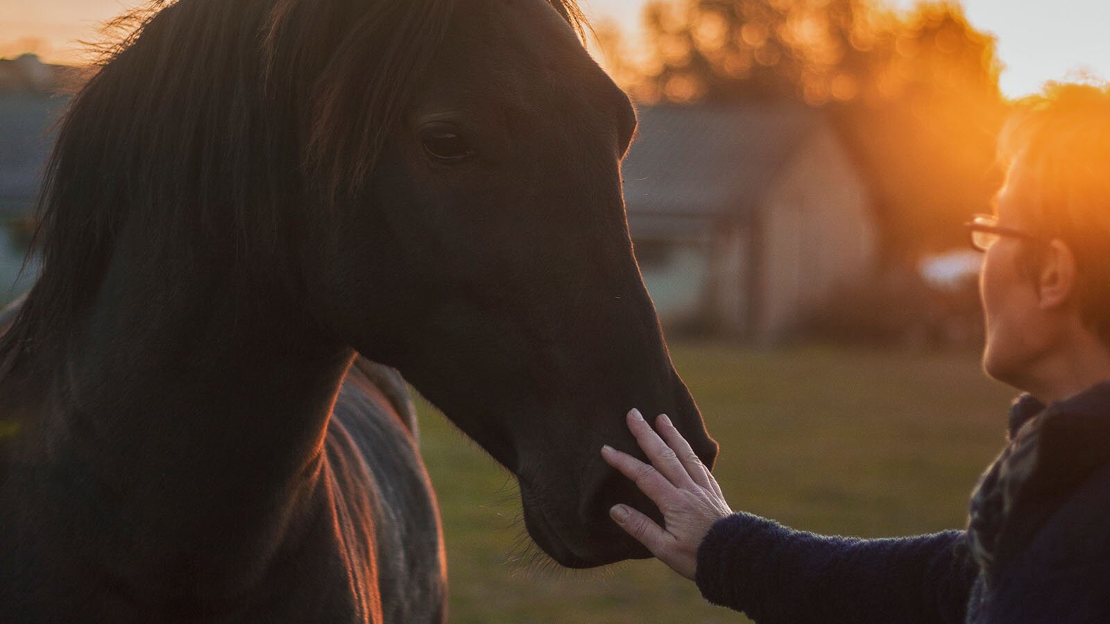 Zdjęcie przedstawia zbliżenie głowy konia, którego nozdrza dłonią dotyka mężczyzna. Koń ma sierść oraz oczy w kolorze ciemno brązowym i patrzy na stojącego przed nim mężczyznę.