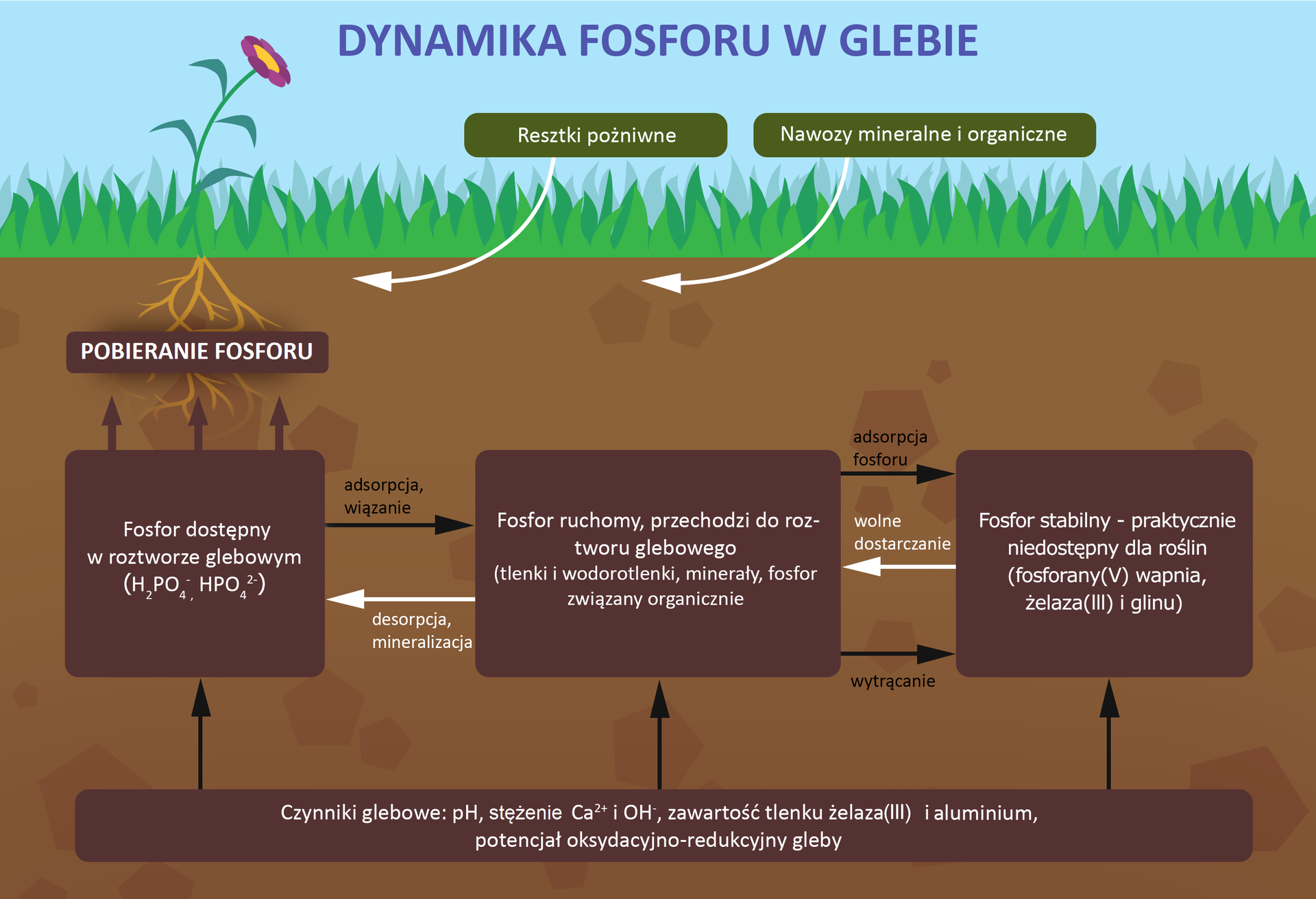 Schemat przedstawia obieg fosforu związany z roślinami. Na ilustracji jest trawa z kwiatkiem i systemem korzeniowym oraz warstwa gleby. Do gleby trafiają resztki pożniwne, nawozy mineralne i organiczne. W dolnej warstwie gleby jest opis: czynniki glebotwórcze - pH, stężenie kationów wapnia i anionów wodorotlenkowych, zawartość tlenku żelaza i aluminium, potencjał oksydacyjno-redukcyjny gleby. Od tego napisu biegną trzy strzałki w górę do opisów: 1.fosfor stabilny - praktycznie niedostępny dla roślin (fosforany wapnia, żelaza i aluminium). Od fosforu stabilnego jest strzałka do fosforu ruchomego z napisem: wolen dostarczanie. Od fosforu ruchomego w stronę fosforu stabilnego są strzałki z napisami: wytrącanie i adsorpcja fosforu. 2. Fosfor ruchomy - przechodzi do roztworu glebowego (tlenki i wodorotlenki, minerały, fosfor związany organicznie). Od fosforu ruchomego jest strzałka do fosforu dostępnego w roztworze glebowym z napisem: desorpcja, mineralizacja. Od fosforu dostępnego w roztworze glebowym do fosforu ruchomego jest strzałka z napisem: adsorpcja, wiązanie. 3. Fosfor dostępny w roztworze glebowym (anion N 2 P O 4 , H P O 4 2 − ). Od fosforu są trzy strzałki w górę do korzeni rośliny - tam następuje pobieranie fosforu.