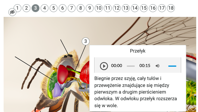 Grafika przedstawia obraz z galerii interaktywnej. Na górze patrząc od lewej widoczne są napisy: Pokaż instrukcję, Tryb: prezentacja, katalog. Poniżej w kółkach znajdują się cyfry od 1 do 18. Koło cyfry jeden widoczna jest okrągła ikona z przekreślonym okiem. Na grafice interaktywnej znajduje się budowa wewnętrzna pszczoły. Po kliknięciu cyfry 3 ukazuje się prostokąt z tekstem: Przełyk Biegnie przez szyję, cały tułów i przewężenie znajdujące się między pierwszym a drugim pierścieniem odwłoka. W odwłoku przełyk rozszerza się w wole. Pod grafiką znajduje się panel sterujący komponentem. 