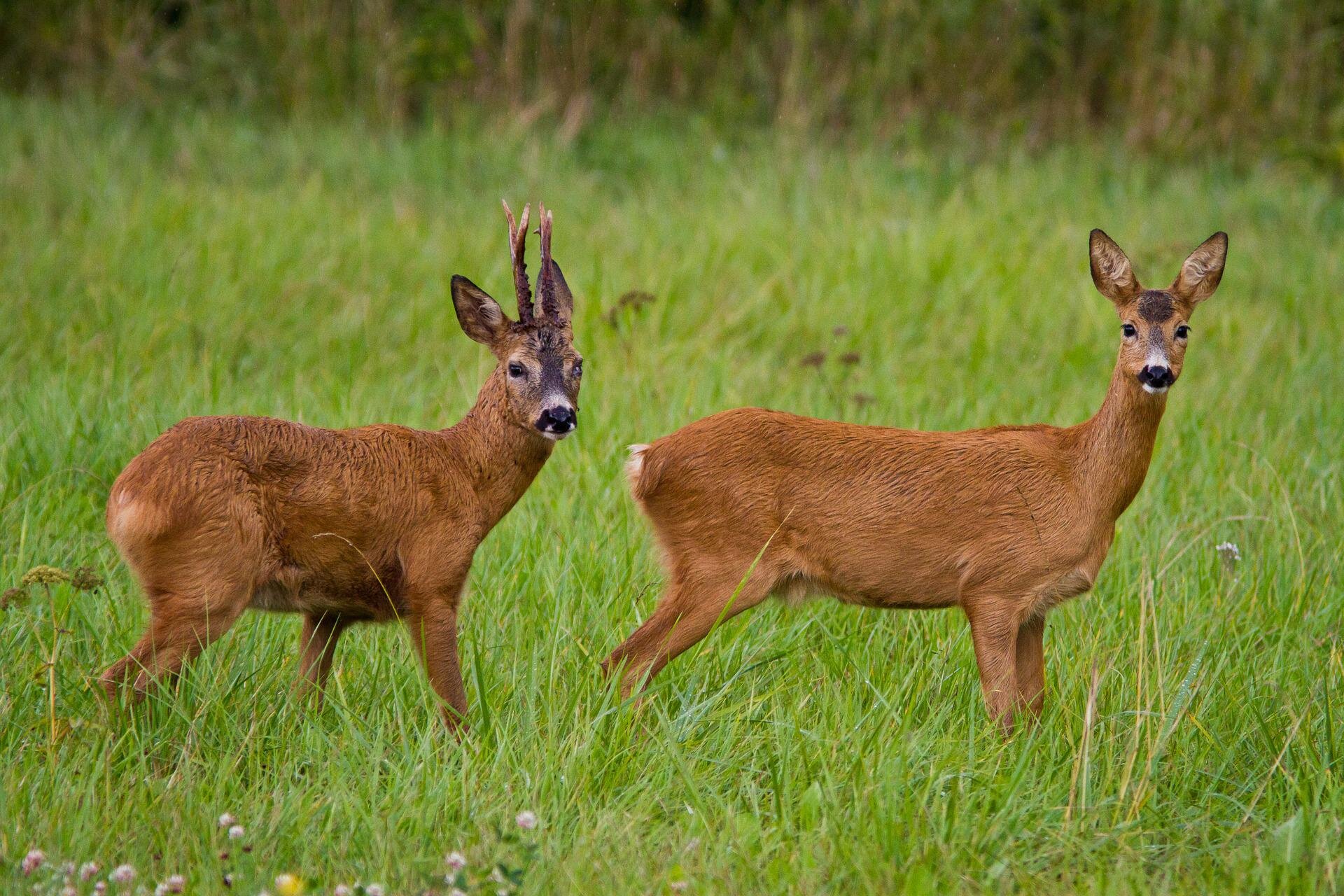 Na planszy widoczna jest sarna i kozioł na zielonej łące. Są podobnej wielkości, mają jasno‑brązowe ubarwienie, podłużne, szczupłe odnóża, masywne tułowia oraz niewielkie głowy z czarnymi oczami i nosami i stojącymi uszami. Kozioł ma parę, podłużnych, skierowanych w górę poroży.