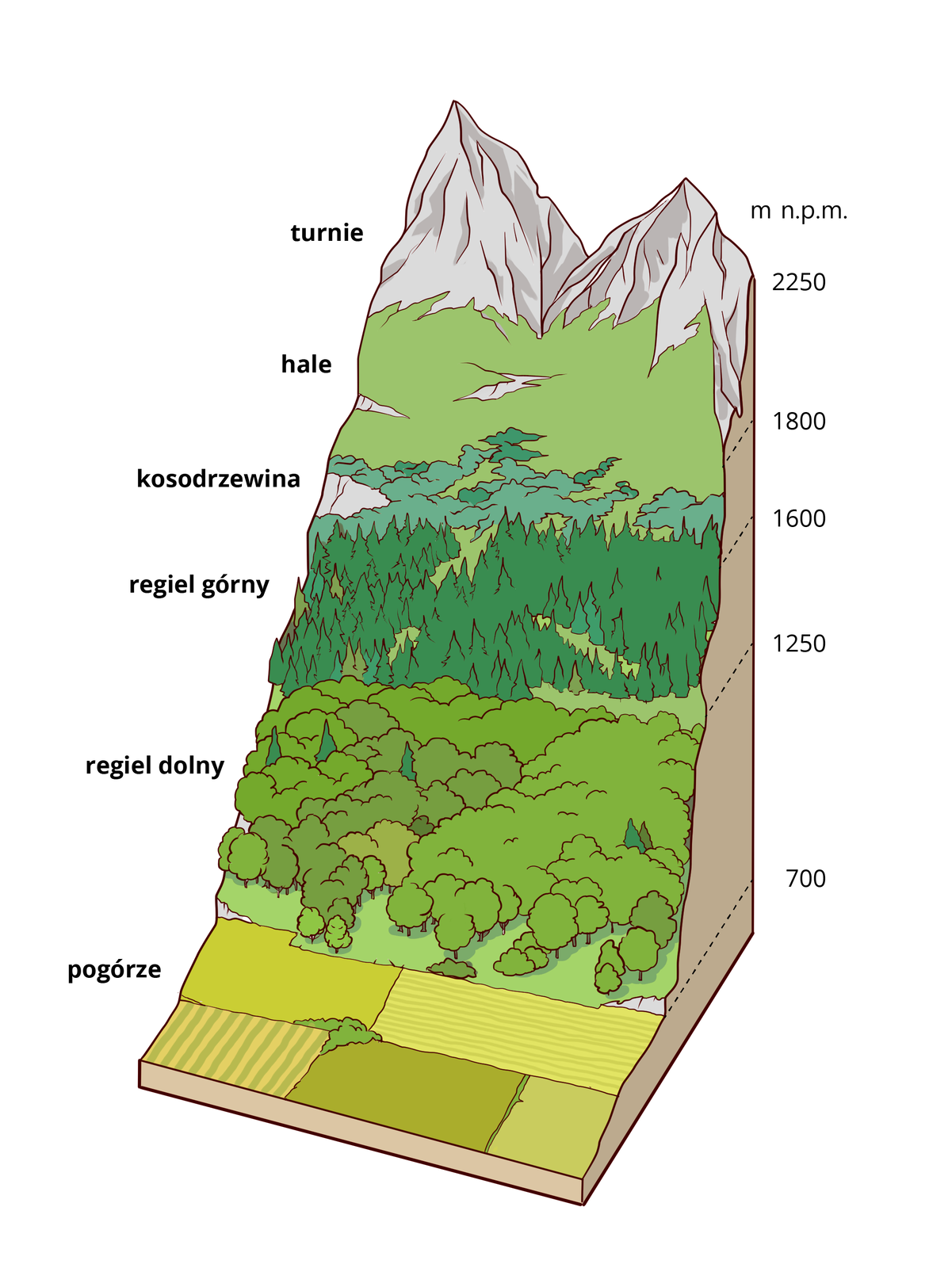 Ilustracja prezentuje układ pięter roślinności w górach. U podnóża gór poniżej 700 m n.p.m. znajduje się piętro pogórza z polami i łąkami. Na wysokości od 700 do 1250 m n.p.m. jest regiel dolny z lasami mieszanymi. Na wysokości 1250 do 1600 m n.p.m. jest regiel górny z lasami iglastymi. Na wysokości 1600 do 1800 m n.p.m. znajduje się piętro kosodrzewiny. Pomiędzy wysokością 1800 a 2250 m n.p.m. jest piętro hal z łąkami. Powyżej 2250 m n.p.m. znajduje się piętro turni z nagimi skałami i szczytami.