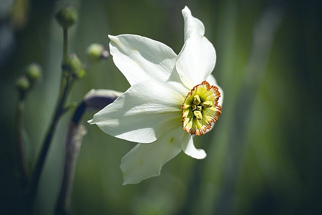 Kolorowa fotografia przedstawia na zielonym tle kwiat narcyza. Białe, podłużne płatki układają się wokół okrągłego żołto‑pomarańczowego środka z okrągłymi pręcikami.