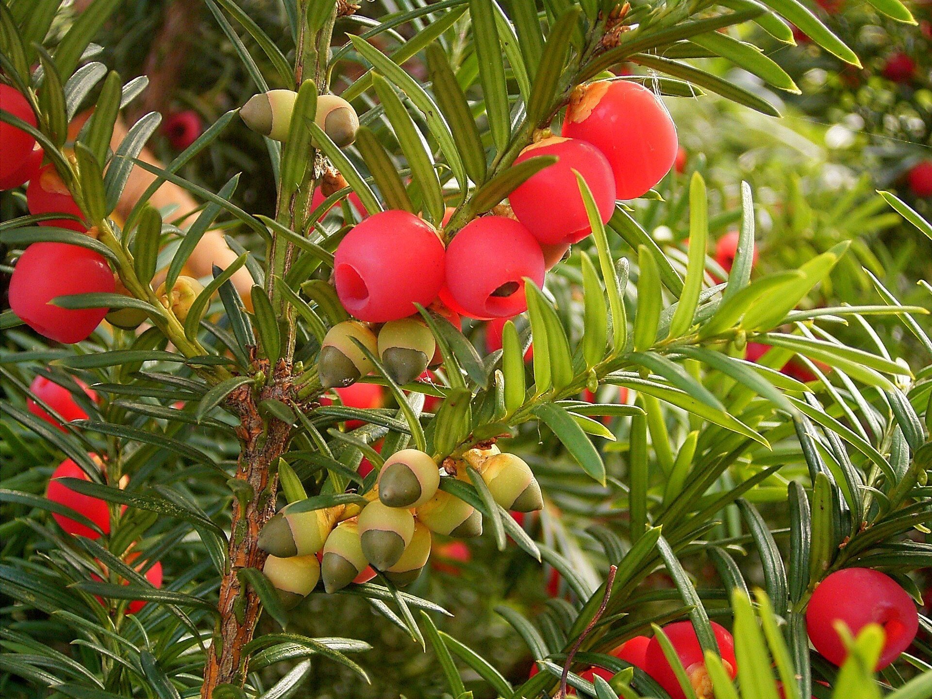 Galeria zdjęć prezentująca rośliny trujące. Pierwsze zdjęcie przedstawia czerwone szyszkojagody cisu.