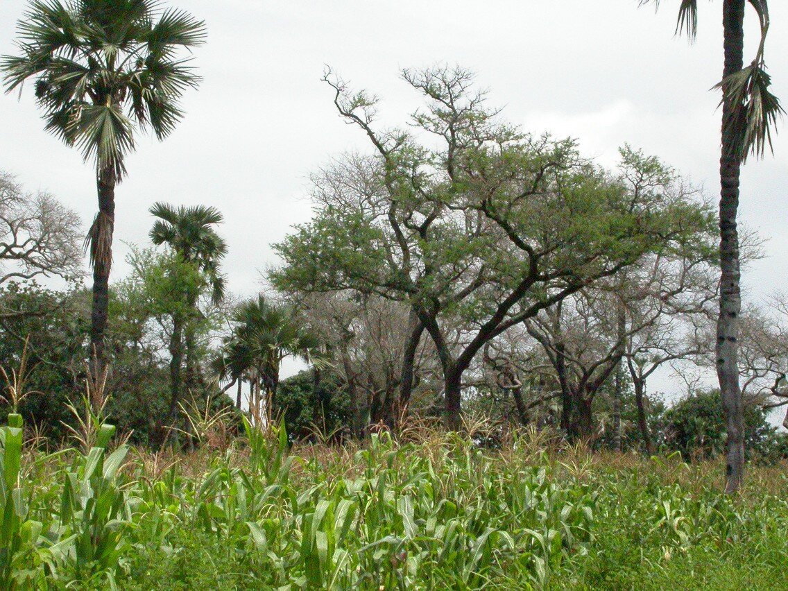 Na pierwszym planie zdjęcia jest pole z uprawa kukurydzy. Za pole kukurydzy w tle rosną drzewa, między innymi palmy. 