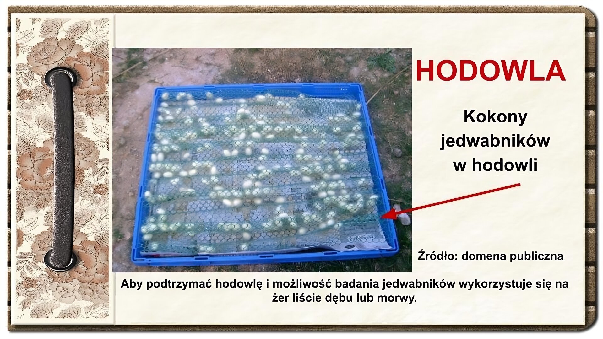 Slajd zatytułowany „Hodowla”. Tekst na slajdzie: Aby podtrzymać hodowlę i możliwość badania jedwabników wykorzystuje się na żer liście dębu lub morwy. Pośrodku zdjęcie przedstawia kokony jedwabników zgromadzone w niebieskiej skrzynce hodowlanej, przykryte siatką i oznaczone numeracją. Od spodu kratka wyłożona jest pociętymi stronami gazety. Strzałka po prawej stronie wskazuje na zdjęcie, jest podpisana tekstem „Jedwabniki w hodowli”. Po lewej stronie ornament zdobiący slajd w formie motywów roślinnych, na których nałożono stylizowaną, metalową obwódkę spinającą stronę.