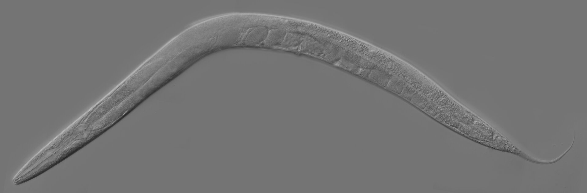 Fotografia mikroskopowa przedstawia na szarym tle wypukłego, szarego nicienia. Jest wygięty w łuk. Jego przednia część znajduje się w lewym dolnym rogu. To nicień wykorzystywany badaniach genetycznych.