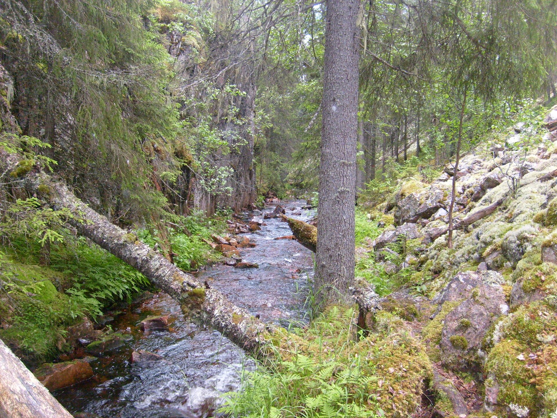 Zdjęcie przedstawia krajobraz tajgi. W centrum rzeka między zboczami gór. Wokół las iglasty. 