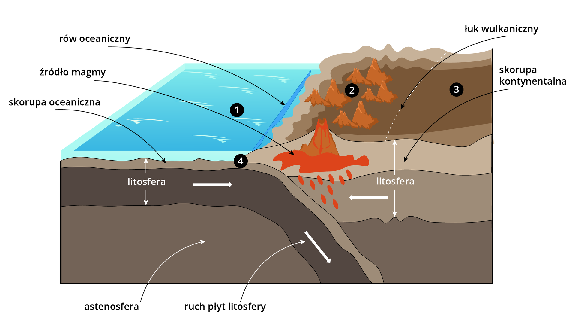 Schemat przedstawia budowę tektoniczną strefy subdukcji i bliskich okolic. Po lewej stronie ilustracji jest woda, a pod nią warstwy ziemi z zaznaczoną litosferą, opadającą pod warstwą lądu, oraz skorupą oceaniczną. Poniżej litosfery jest astenosfera. Wodę oznaczono numerem 1. W wodzie przed lądem znajduje się rów oceaniczny. Na lądzie, blisko brzegu, znajdują się stożkowate wzniesienia. Oznaczono je numerem 2. Po prawej stronie stożków jest wulkan z zaznaczonym źródłem magmy. Wulkan ten znajduje się na skorupie kontynentalnej. Za stożkami jest łukowata strzałka w dół z napisem łuk wulkaniczny, za strzałką jest obszar oznaczony numerem 3. Numerem 4 zaznaczono miejsce na ilustracji, w którym skorupa oceaniczna na styku wody i lądu opada w głąb ziemi.     