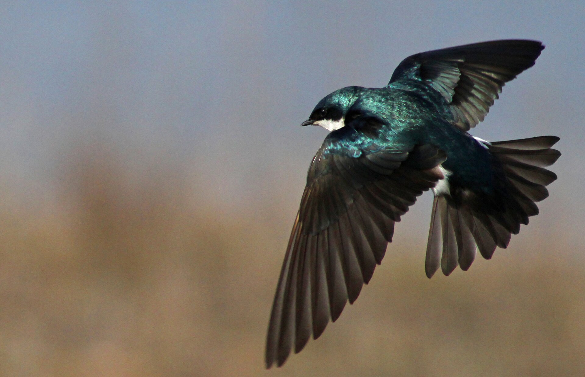 Fotografia przedstawia jaskółkę w locie. 