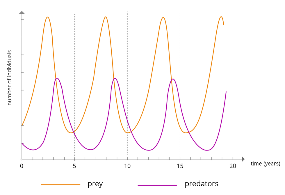 Wykres ukazujący jak drapieżniki i ich ofiary regulują swoją liczebność. Podpisano: number of individuals, time(years); prey, predators