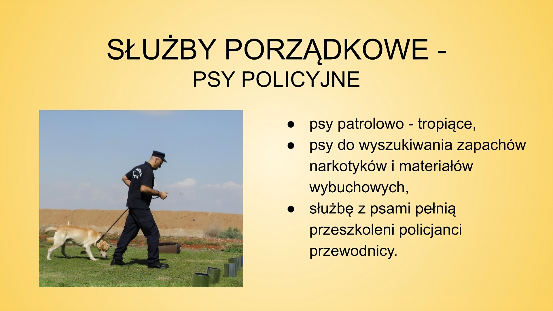 Slajd zatytułowany: Służby porządkowe - psy policyjne. Treść tekstowa slajdu: psy patrolowo - tropiące,  psy do wyszukiwania zapachów narkotyków i materiałów wybuchowych.  służbę z psami pełnią przeszkoleni policjanci przewodnicy. Na slajdzie znajduje się zdjęcie ukazującego mężczyznę ubranego w mundur i czapkę z daszkiem. Mężczyzna prowadzi na smyczy psa. 