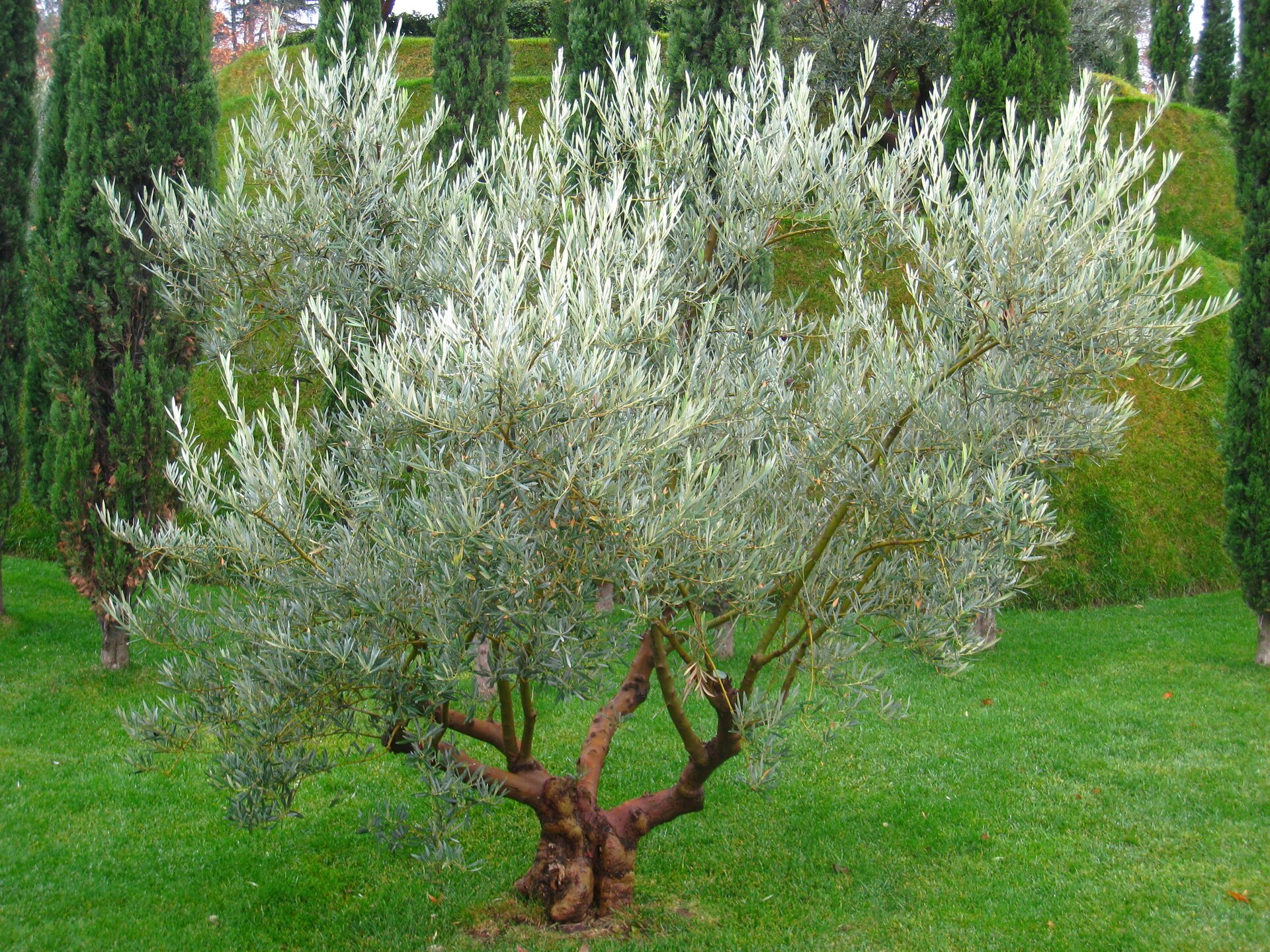 Zdjęcie przedstawia drzewko oliwne o bujnym listowiu i zniekształconych, powykręcanych pniu i gałęziach. Ziemię porasta przystrzyżona trawa, za drzewkiem widnieje szpaler cyprysów, a za nim małe wzniesienie.