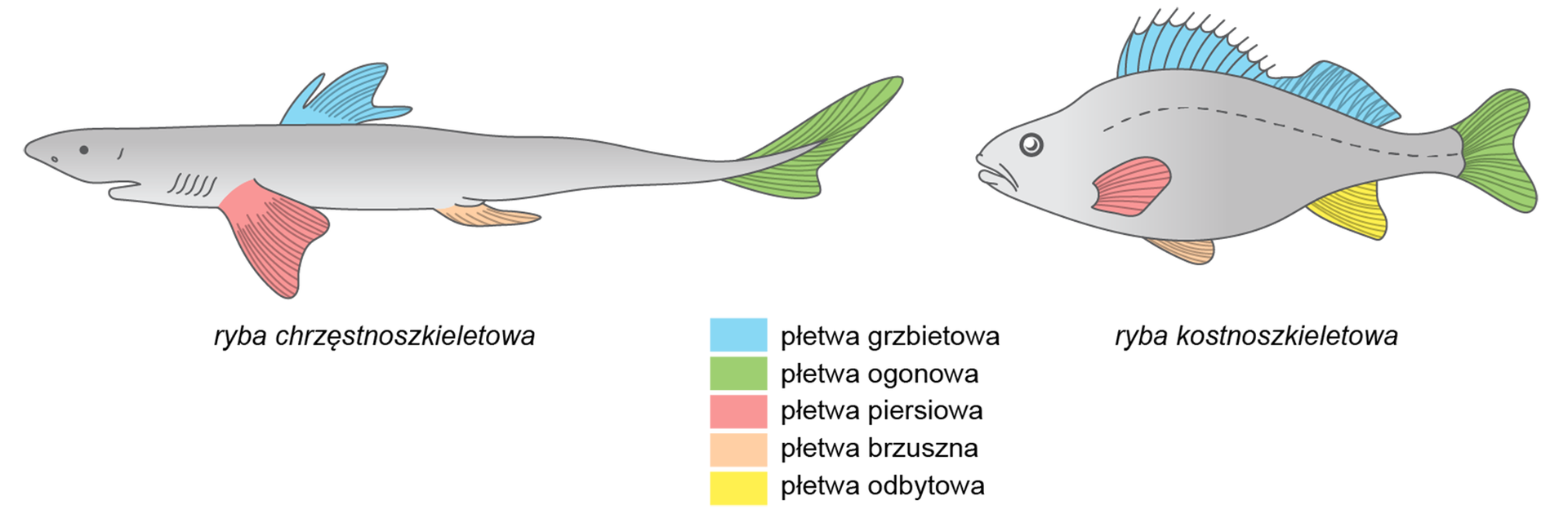Schemat przedstawia różne rodzaje płetw u ryb chrzęstnoszkieletowych oraz kostnoszkieletowych. W lewej części schematu znajduje się ryba chrzęstnoszkieletowa o torpedowym kształcie, a po prawej stronie schematu ryba kostnoszkieletowa, której ciało jest owalne. Oba rodzaje ryb mają w górnej części swojego ciała nieparzystą płetwę grzbietową. U ryb kostnoszkieletowych pierwsza płetwa od głowy jest większa i bezpośrednio sąsiaduje z drugą, znajdującą się bliżej ogona. U ryby chrzęstnoszkieletowej płetwy grzbietowe są w większej odległości od siebie - są porównywalnej wielkości. Płetwę piersiową ryby chrząstnoszkieletowe mają umiejscowione w dolnej części w okolicach głowy, a ryby kostnoszkieletowe po boku ciała. Oba rodzaje ryb posiadają płetwę brzuszną u dołu ciała, jednak ryba kostnoszkieletowa ma ją bliżej głowy. Płetwę odbytową posiada jedynie ryba kostnoszkieletowa, jest ona w dolnej części ciała w okolicach ogona. Oba rodzaje ryb posiadają płetwę ogonową, jednak u ryby kostnoszkieletowej jest ona symetryczna, czyli dwie jej części są takie same, natomiast u ryby chrzęstnoszkieletowej jej górna część jest większa.