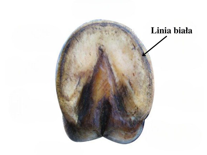 Grafika przedstawia spód kopyta konia. Kopyto ma kształt łuku. Zaokrąglenie występuje w przedniej części. W tylnej części występuje wgłębienie, które kształtem przypomina strzałkę z grotem skierowanym w stronę przedniej części kopyta. Linia biała znajduje się na brzegu kopyta, pod linią wodną.