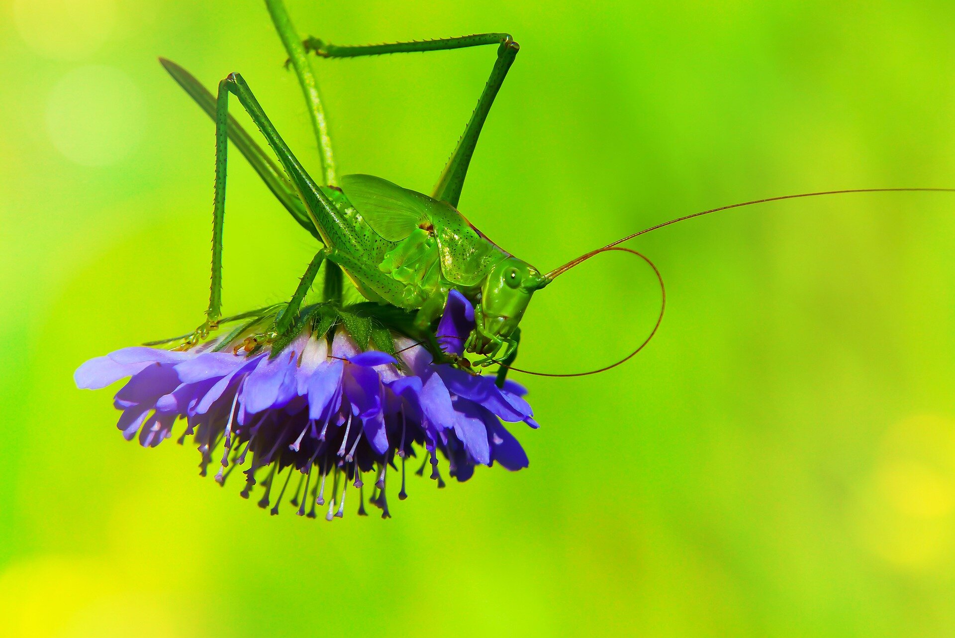 Fotografia przedstawia pasikonika w dużym zbliżeniu. Zielony owad stoi na fioletowym kwiatku. Posiada wydłużone ciało o małej głowie. Na głowie znajdują się długie, brązowe czułki. Tylne odnóża są dłuższe niż pozostałe oraz posiadają krótkie wyrostki. Skrzydła pasikonika ułożone są wzdłuż jego ciała. Widać na nich użyłkowane.