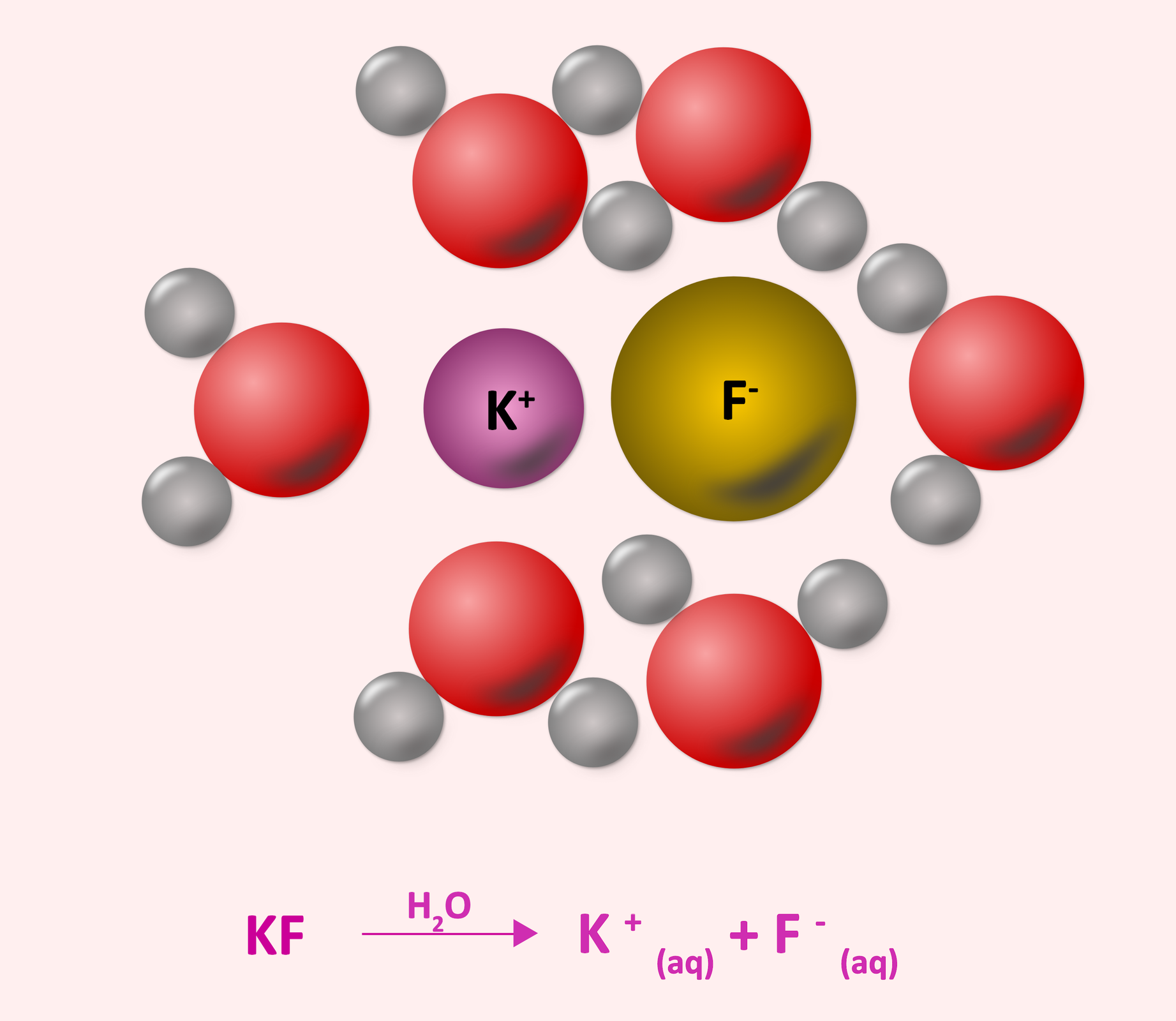 Ilustracja przedstawiająca za pomocą modelu kulkowego solwatowanie fluorku potasu przez cząsteczki wody prowadzące do rozpuszczenia soli. Symbolizowany przez fioletową kulkę kation potasu otaczają trzy cząsteczki wody symbolizowane przez kulkę czerwoną, czyli atom tlenku i dwie mniejsze białe, kulki, są one skierowane do tegoż kationu atomami tlenu posiadającymi cząstkowy ładunek ujemny. Z kolei anion fluorkowy symbolizowany przez dużą żółtą kulkę solwatowany jest przez trzy cząsteczki wody skierowane do tegoż anionu atomami wodoru posiadającymi cząstkowe ładunki dodatnie. Poniżej równanie: KF, strzałka w prawo, nad strzałką H2O, za strzałką K+aq + F-aq.