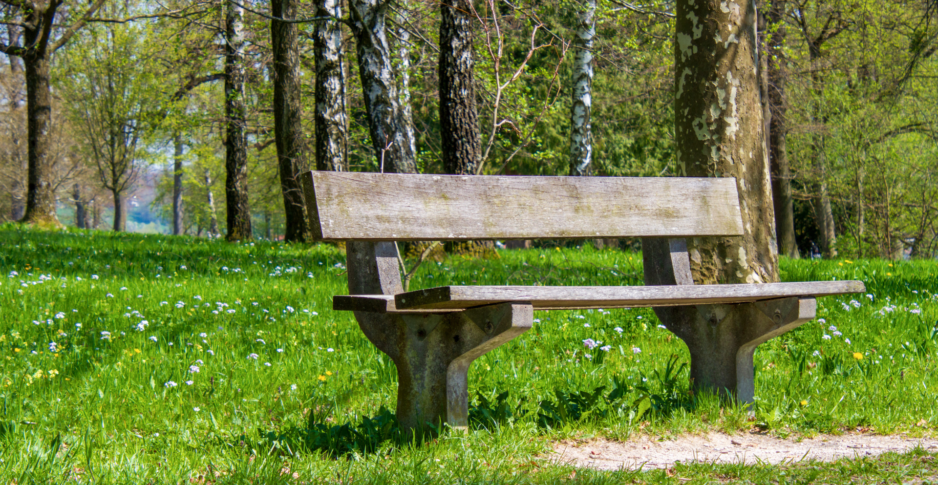 Zdjęcie przedstawia na pierwszym planie drewnianą ławkę w parku albo w lesie. W tle widoczne są drzewa.