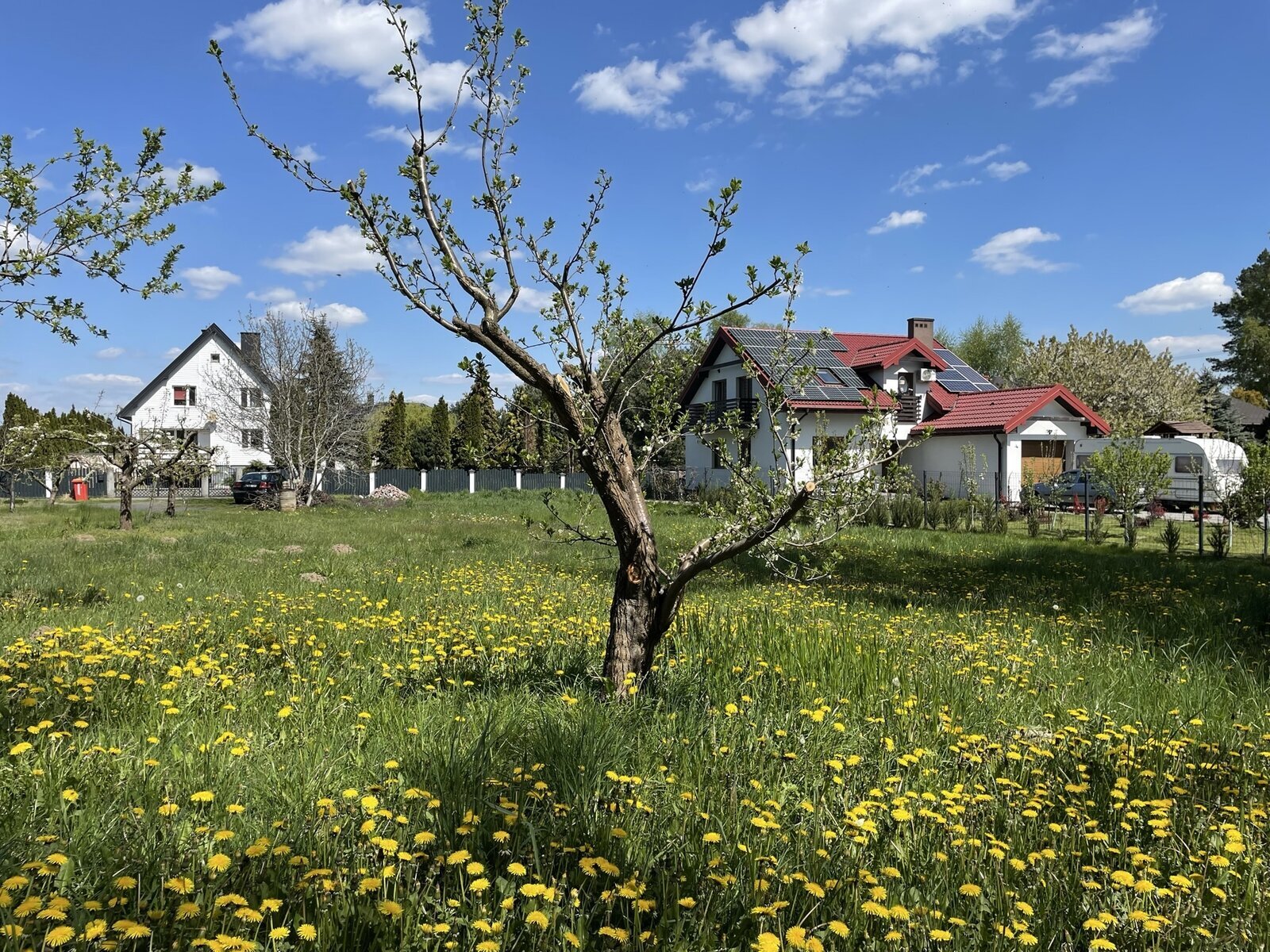 Na pierwszym planie łąka i pojedyncze drzewa. Za nią domy jednorodzinne z niewielkimi ogrodami. Między domami płoty.