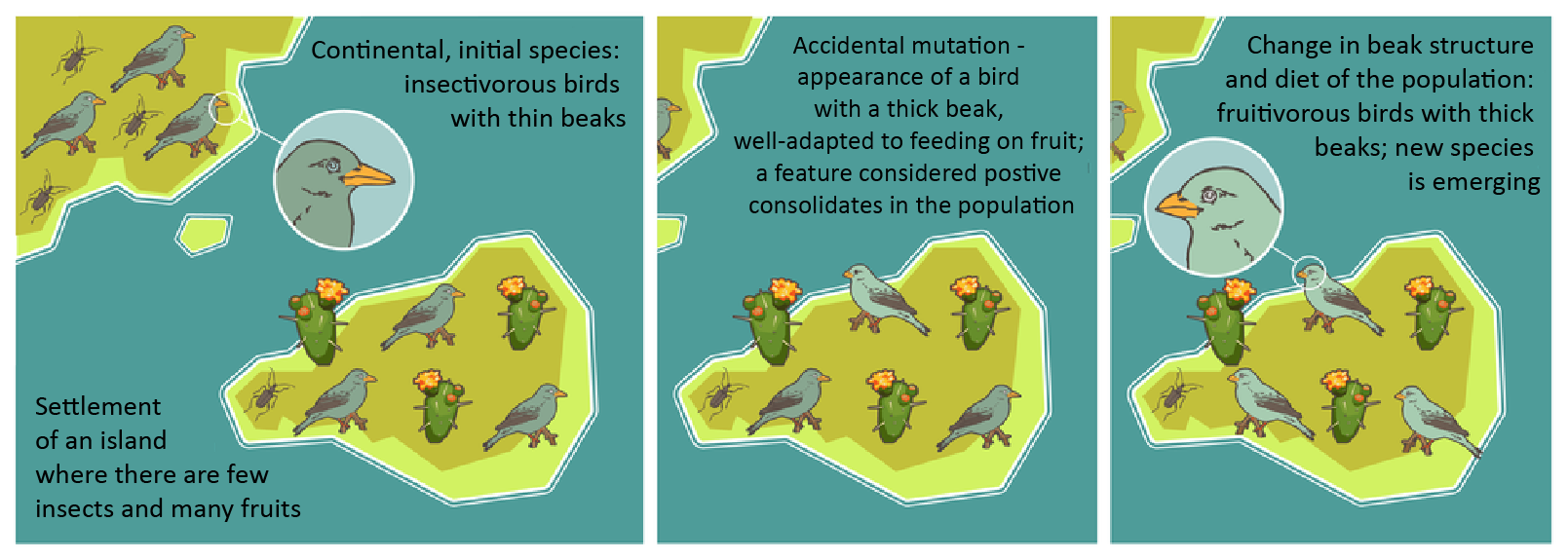 Ilustracja przedstawia gatunki ptaków. Gatunek kontynentalny, wyjściowy: ptaki owadożerne o cienkich dziobach. Zasiedlenie wyspy, na której jest mało owadów, a dużo owoców. Przypadkowa mutacja – pojawianie się ptaka o grubym dziobie, dobrze przystosowanego do żywienia się owocami; cecha jako korzystna utrwala się w populacji. Zmiana budowy dziobów w populacji i sposobu odżywiania się: ptaki grubodziobe , owocożerne; pojawia się nowy gatunek. Podpisano:  FORMACJA GATUNKÓW