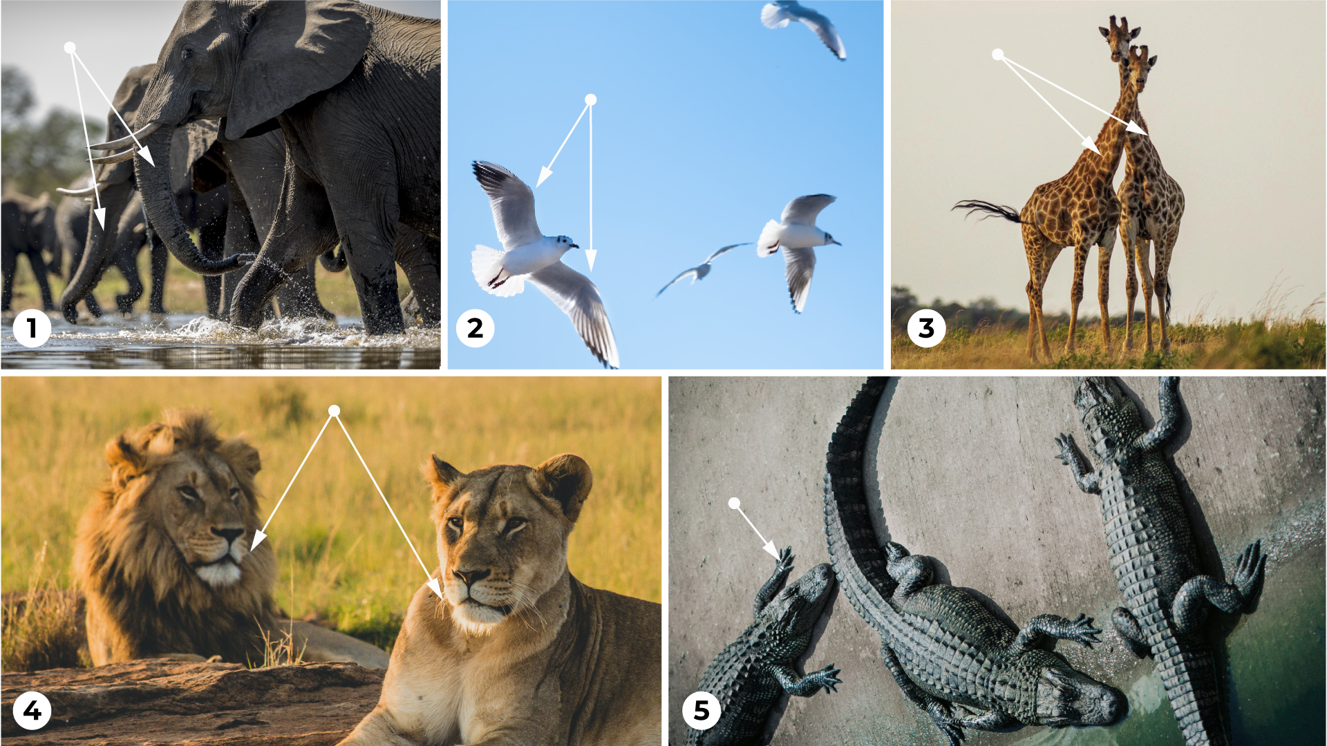 Ilustracja przedstawia pięć zdjęć. Na pierwszym znajduje się stado słoni idących przez płytką wodę, strzałki wskazują trąby dwóch z nich. Na drugim znajdują się białe ptaki podczas lotu, a strzałki wskazują skrzydła jednego z nich. Na trzecim znajdują się dwie żyrafy spacerujące po sawannie, a strzałki wskazują ich szyje. Na czwartym znajduje się para lwów leżących w trawie, a strzałki wskazują ich wąsy. Na piątym znajdują się trzy krokodyle na plaży, a strzałka wskazuje łapę jednego z nich.