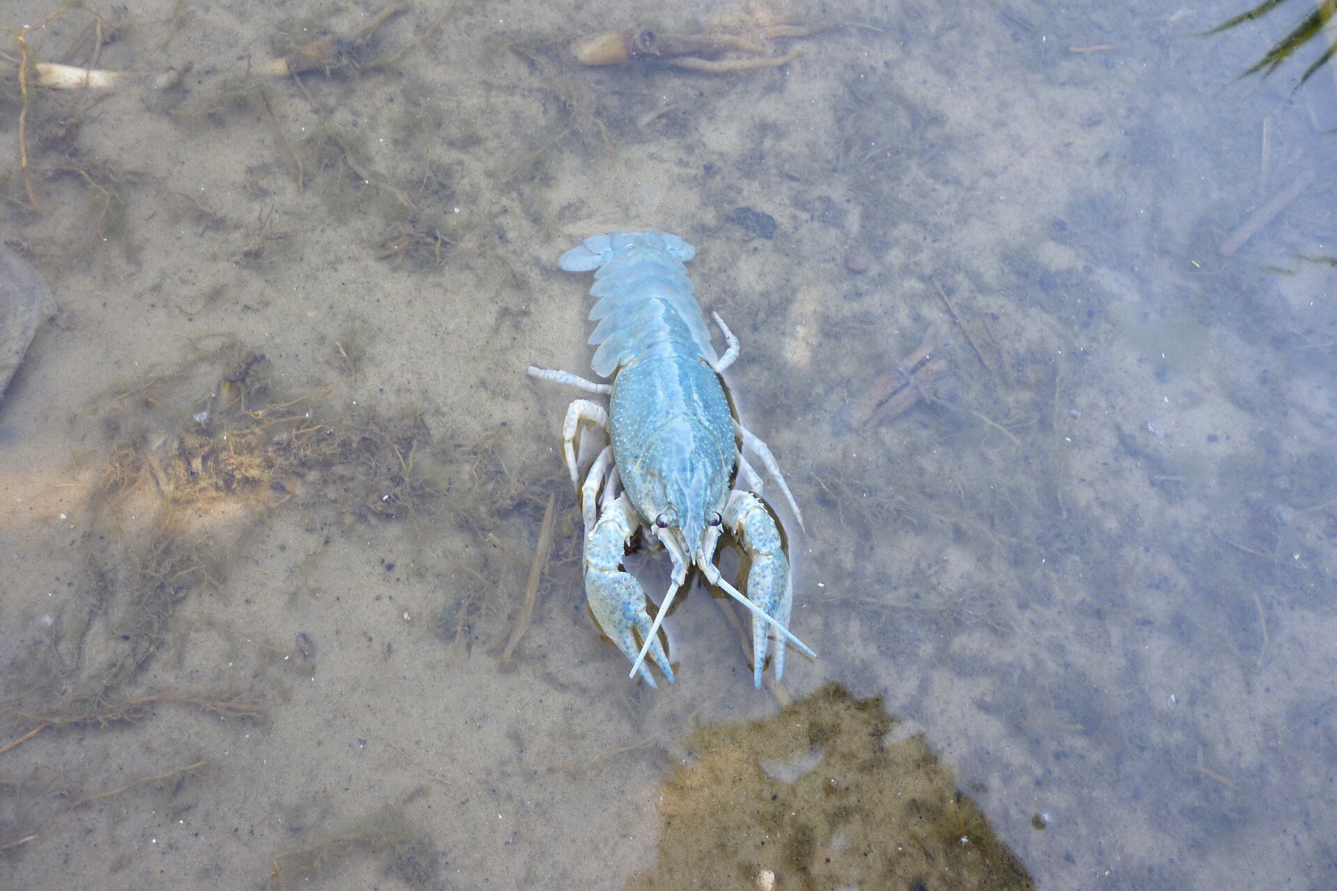Zdjęcie przedstawia raka w płytkiej wodzie. Posiada ona szaro niebieskie ubarwienie z czarne oczy. Z przodu znajduje się para szczypiec. 