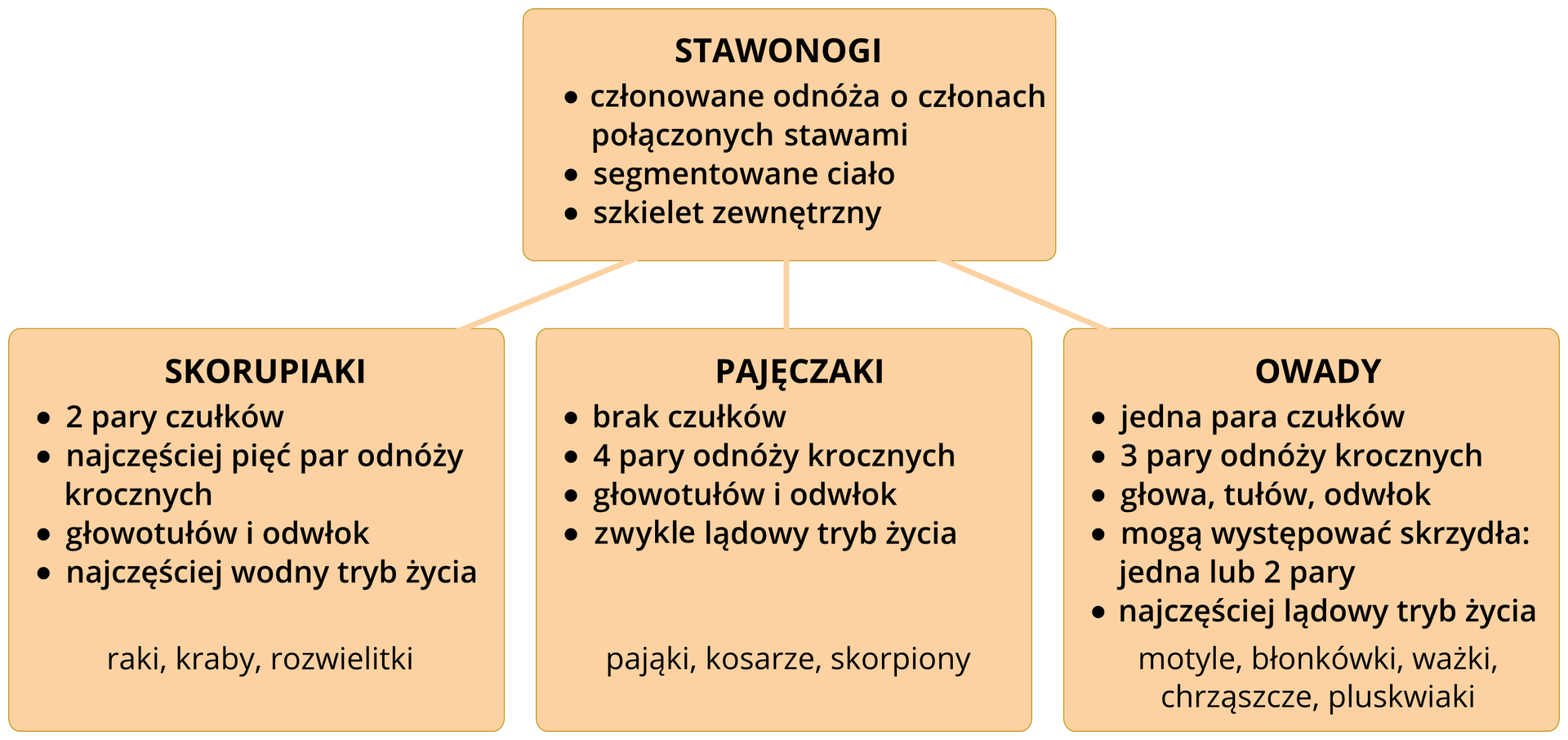 Schemat przedstawia podział stawonogów na trzy grupy: skorupiaki, pajęczaki, owady. W pomarańczowych czworokątach znajdują się syntetyczne opisy każdej z grup. Pod każdą z grup dodatkowo pomarańczowe tabliczki z nazwami grup, które będą dalej opisywane.